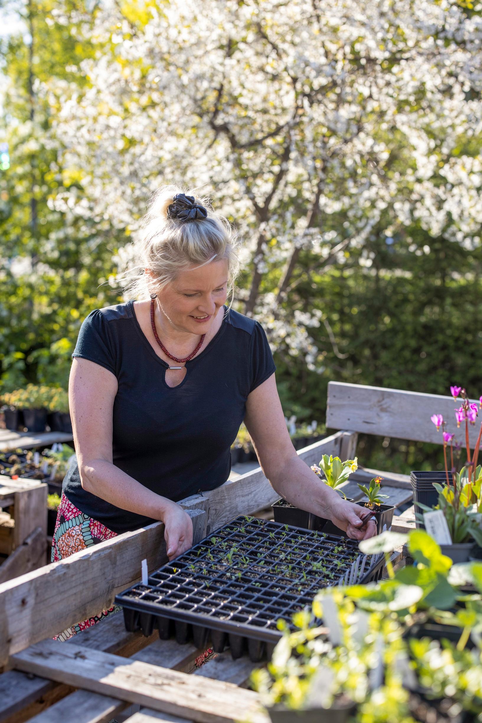 Primrose is more versatile than its reputation: sowing primroses takes patience. Drumstick primroses are among the easiest.