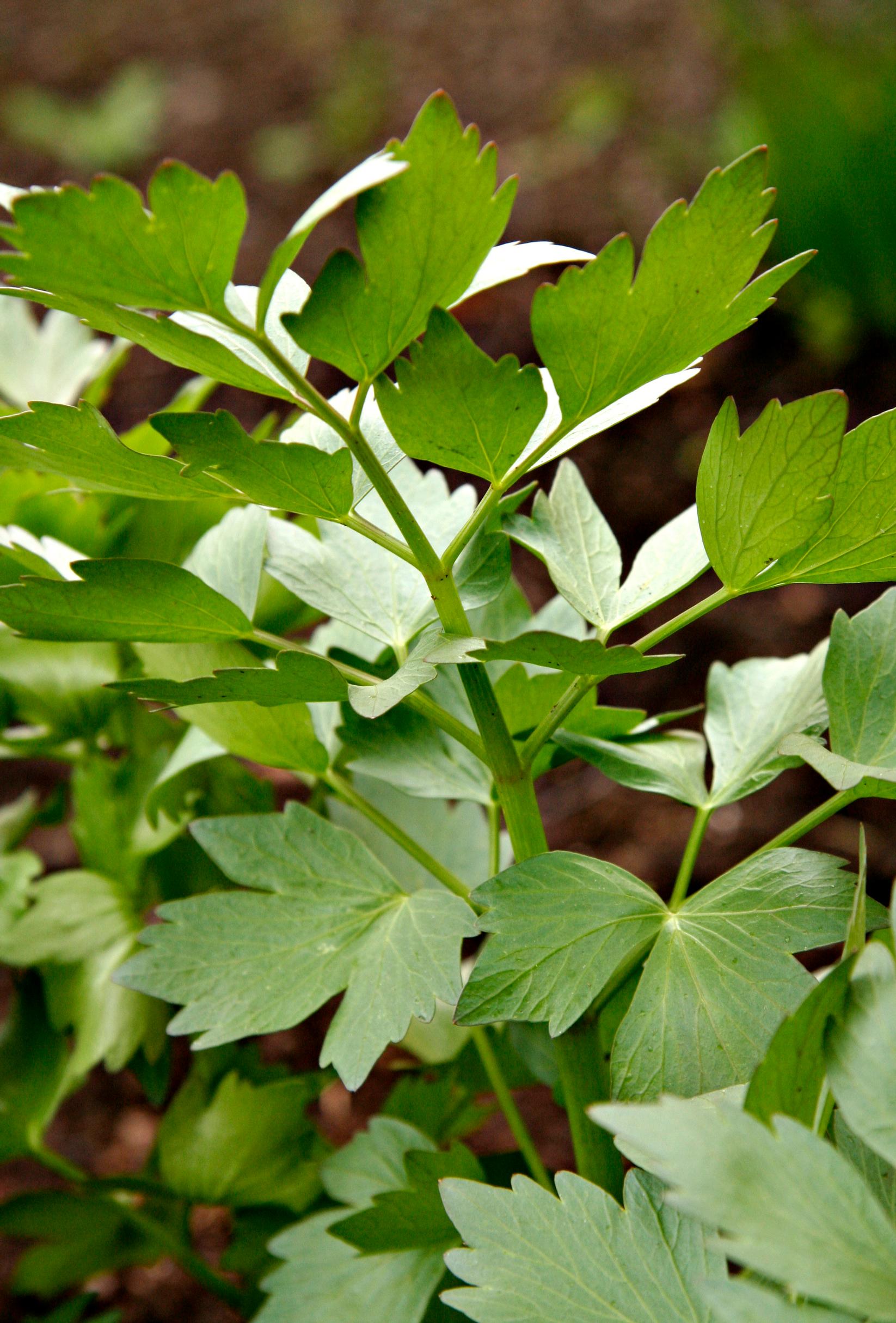 Lovage: the versatile herb that can be used in place of salt—tips for a bountiful harvest