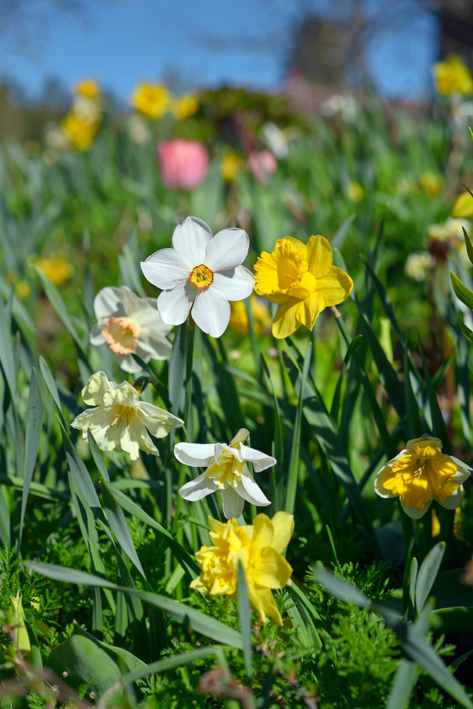 deer-resistant plants