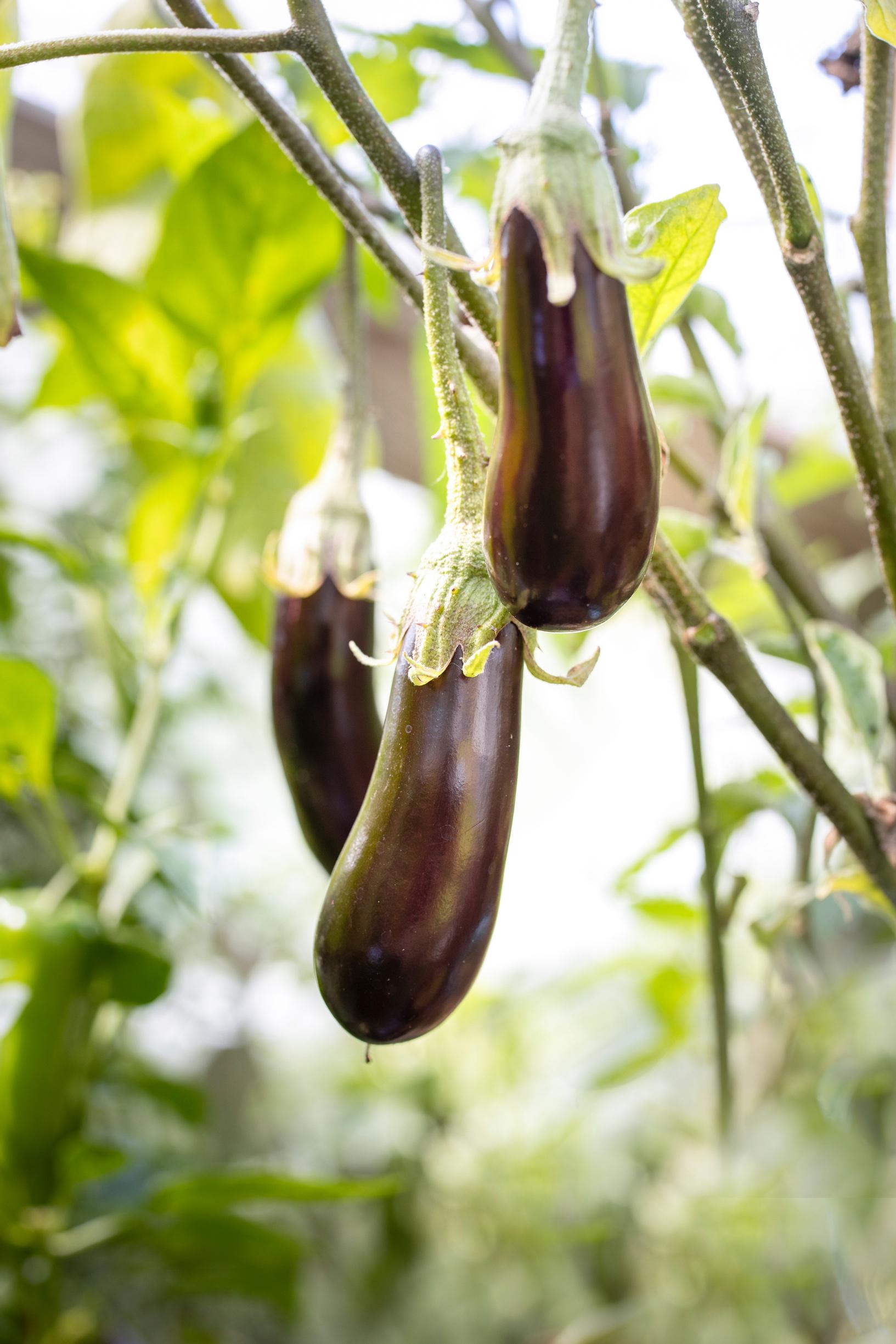 Eggplants in a greenhouse