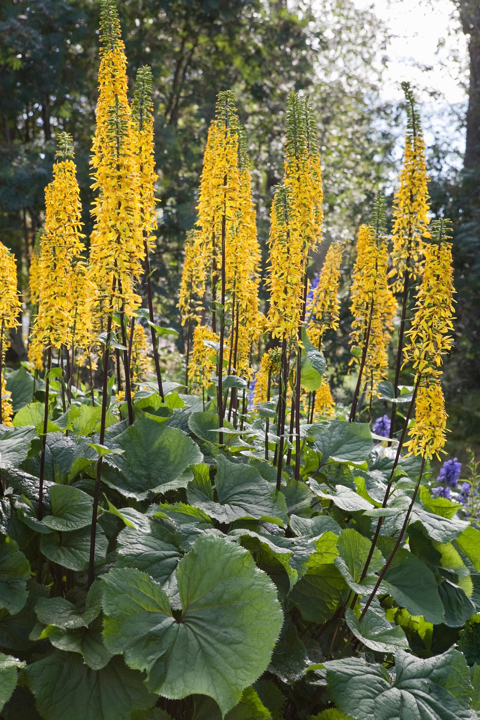 Ligularia fischeri