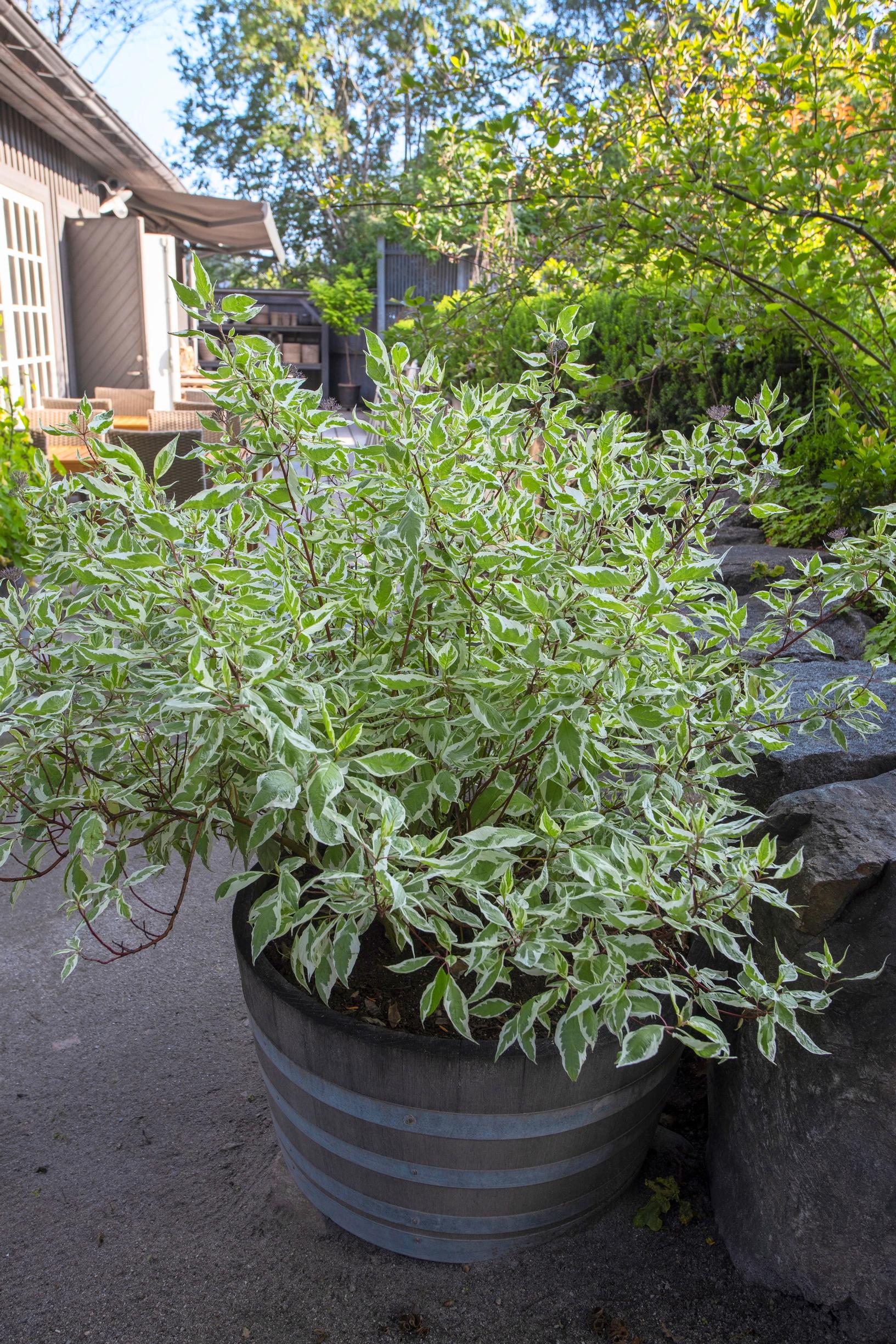 The variegated dogwood ‘Ivory Halo’ also works in containers.
