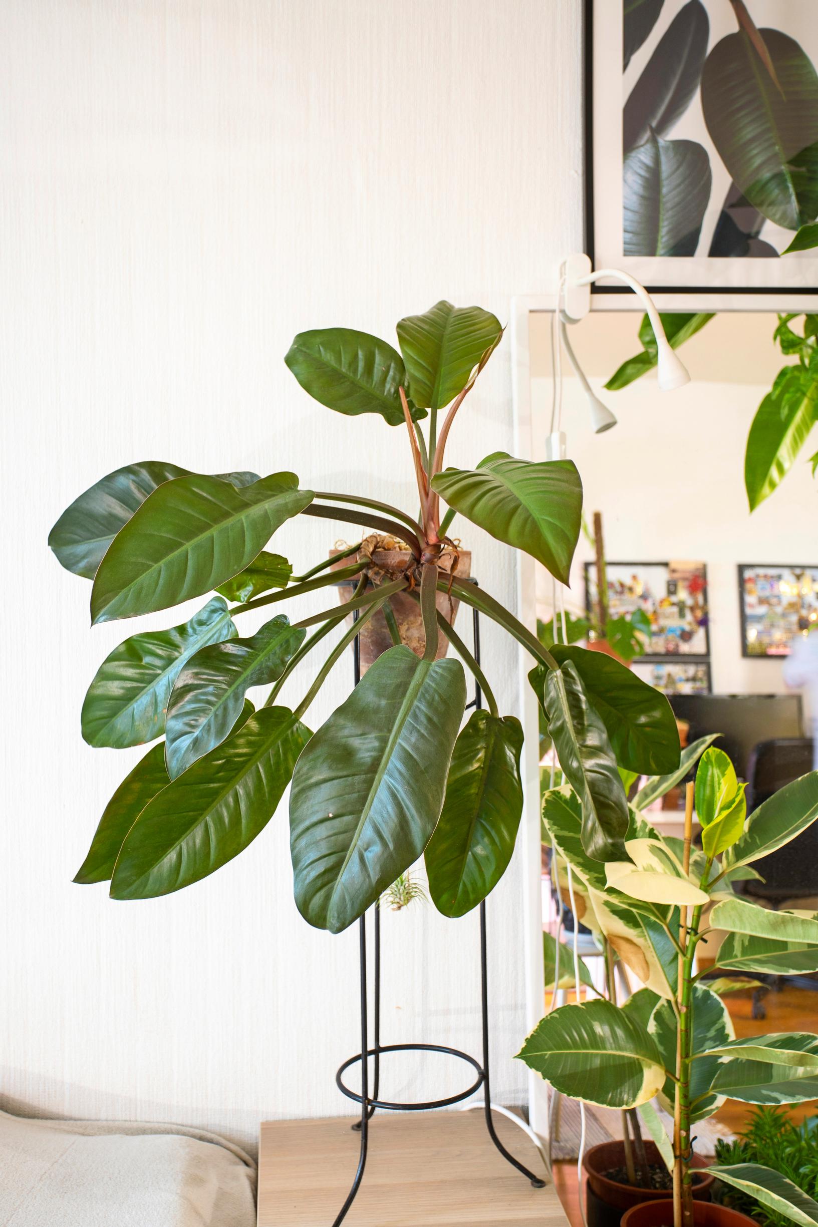 philodendron ’Imperial Red’