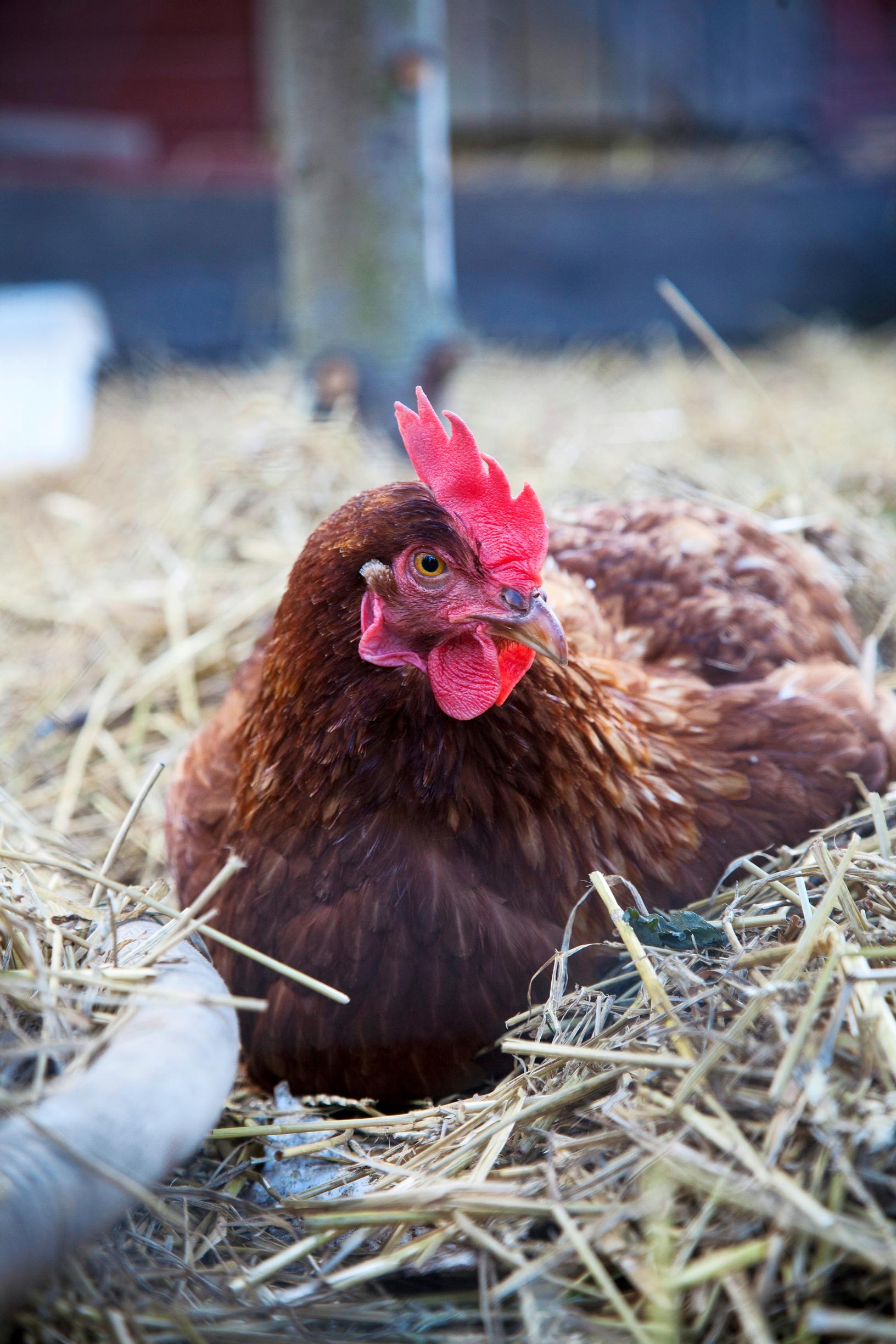A chicken at Brobäck Farm.