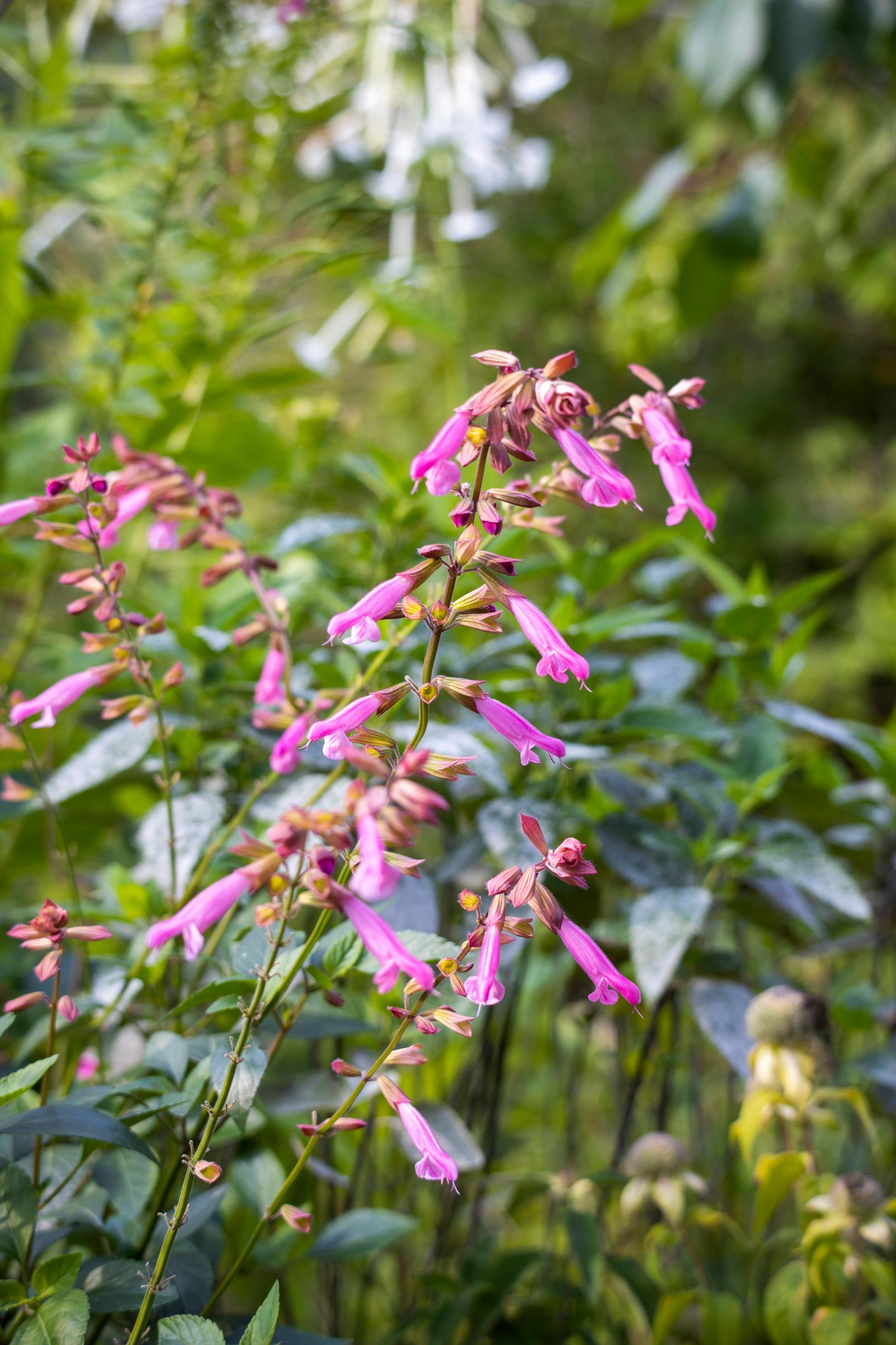 Salvia ‘Kisses and Wishes’