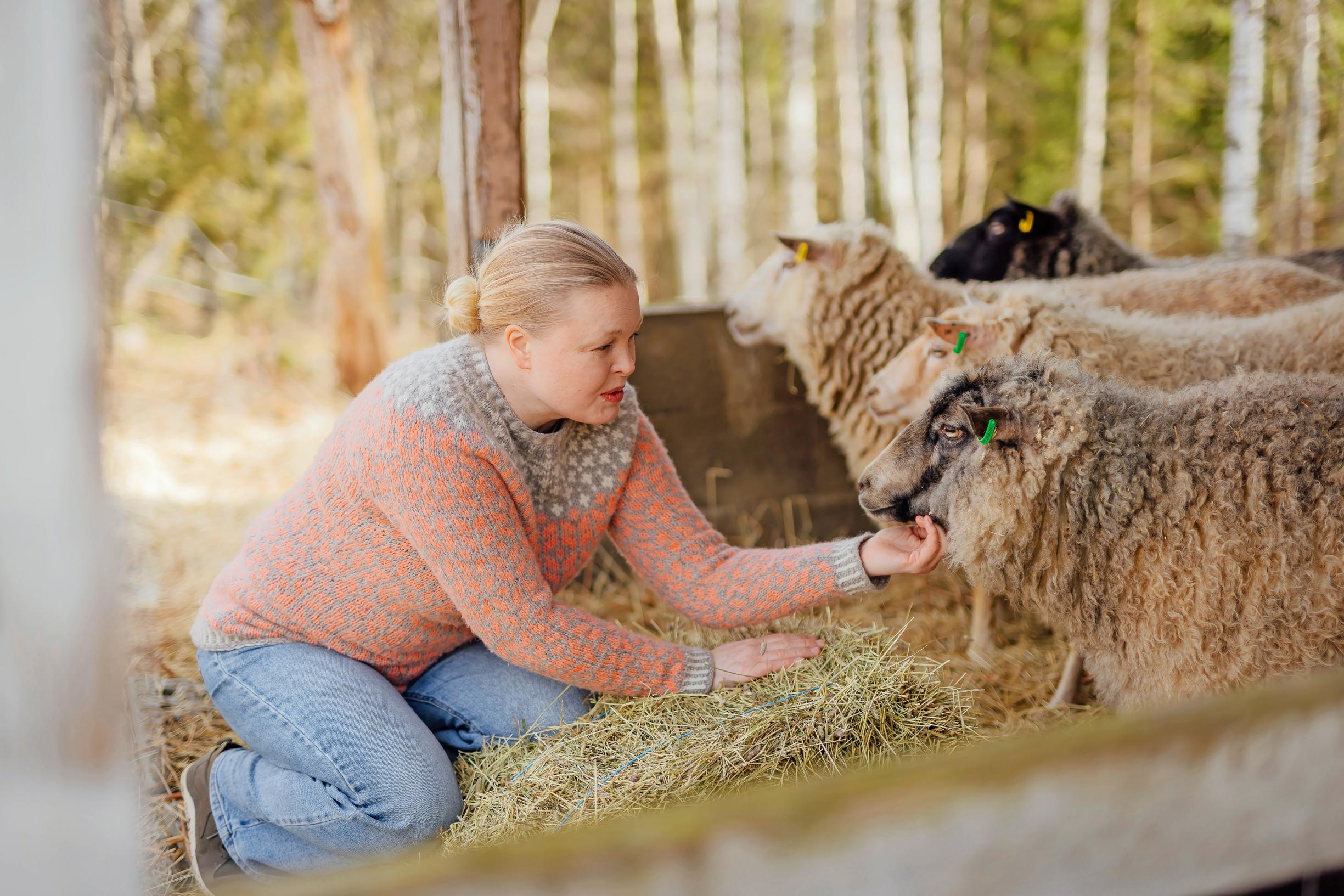 Photo of Suvi Heinola petting a sheep. 