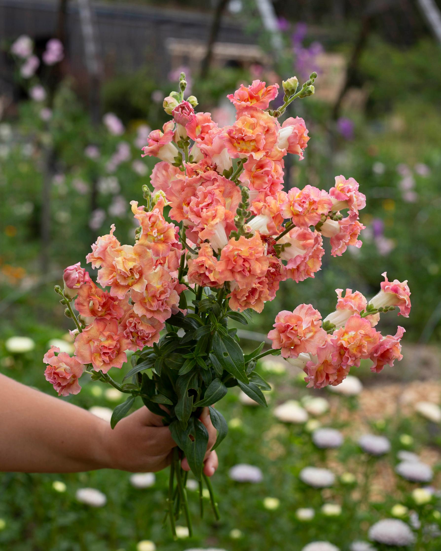 Snapdragon Madame Butterfly series Bronze