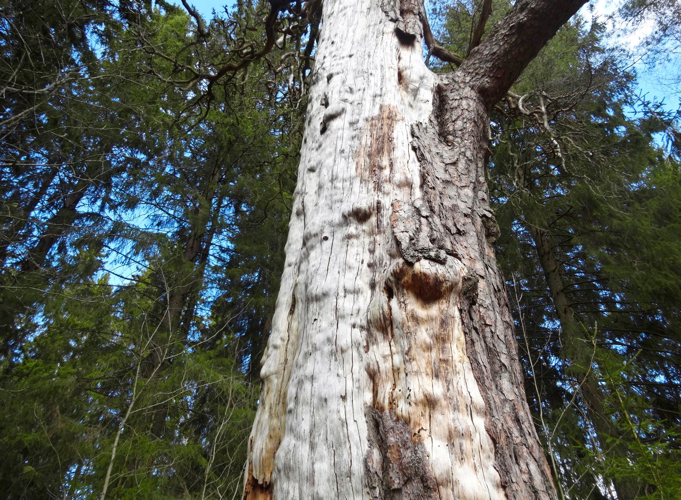A thick-trunked old pine