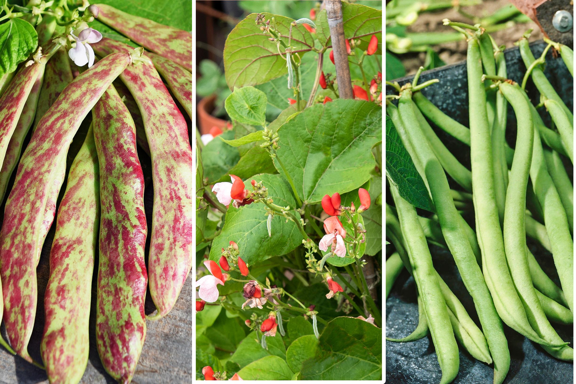 bean varieties