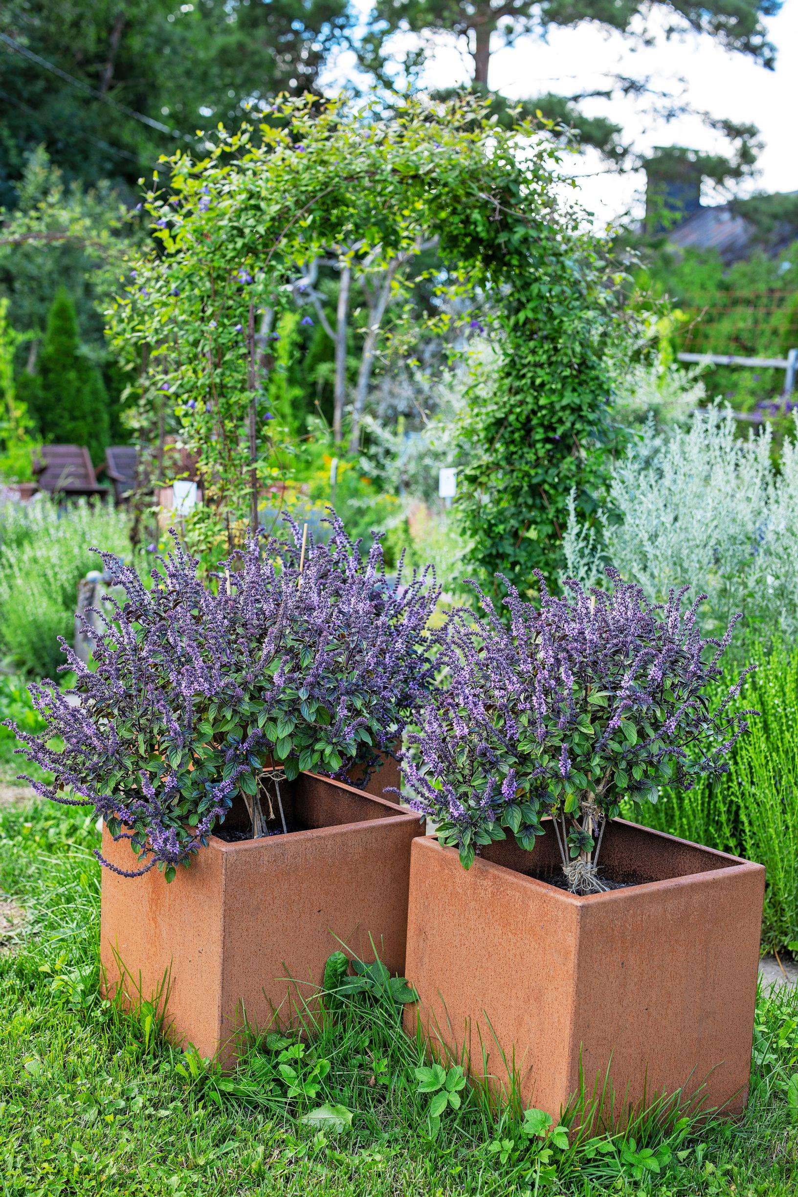 Magic Mountain basil has a purple hue
