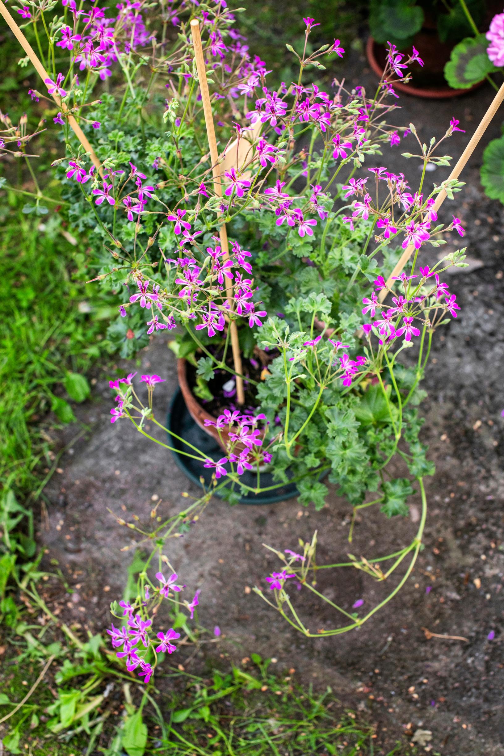 pelargonium collection