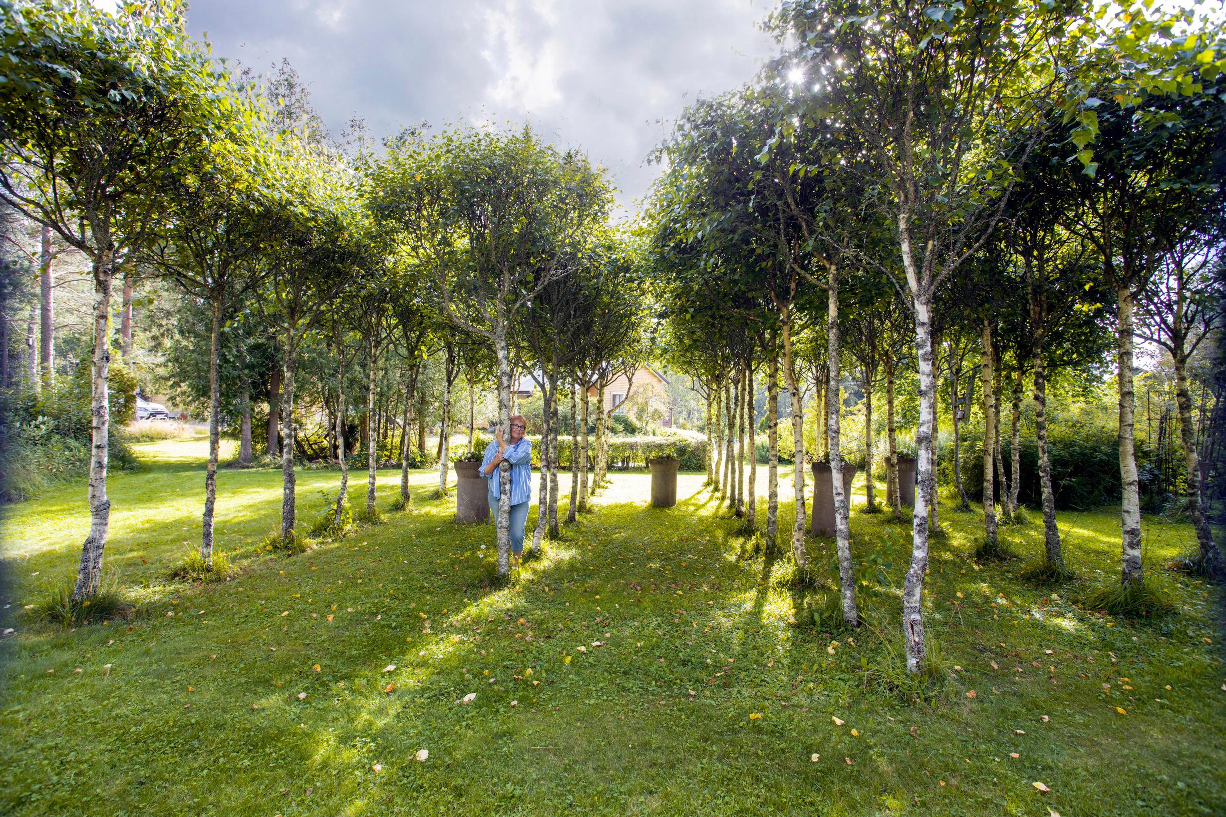 A neatly arranged birch grove