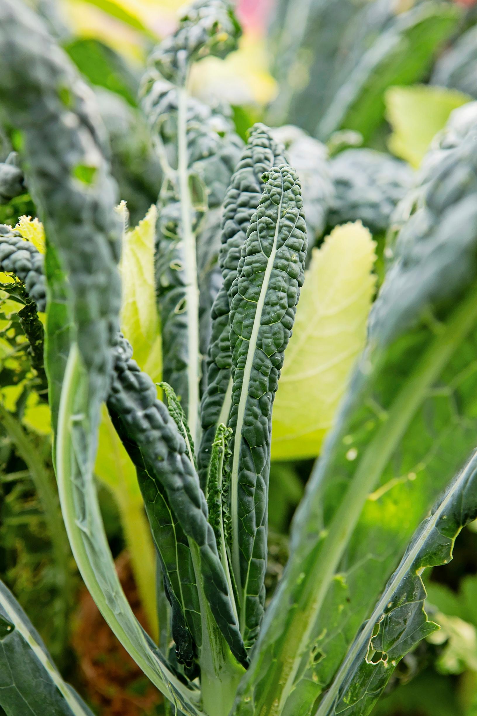 Palm kale ‘Nero di Toscana.’ This dark-leafed kale variety is also known as black kale.