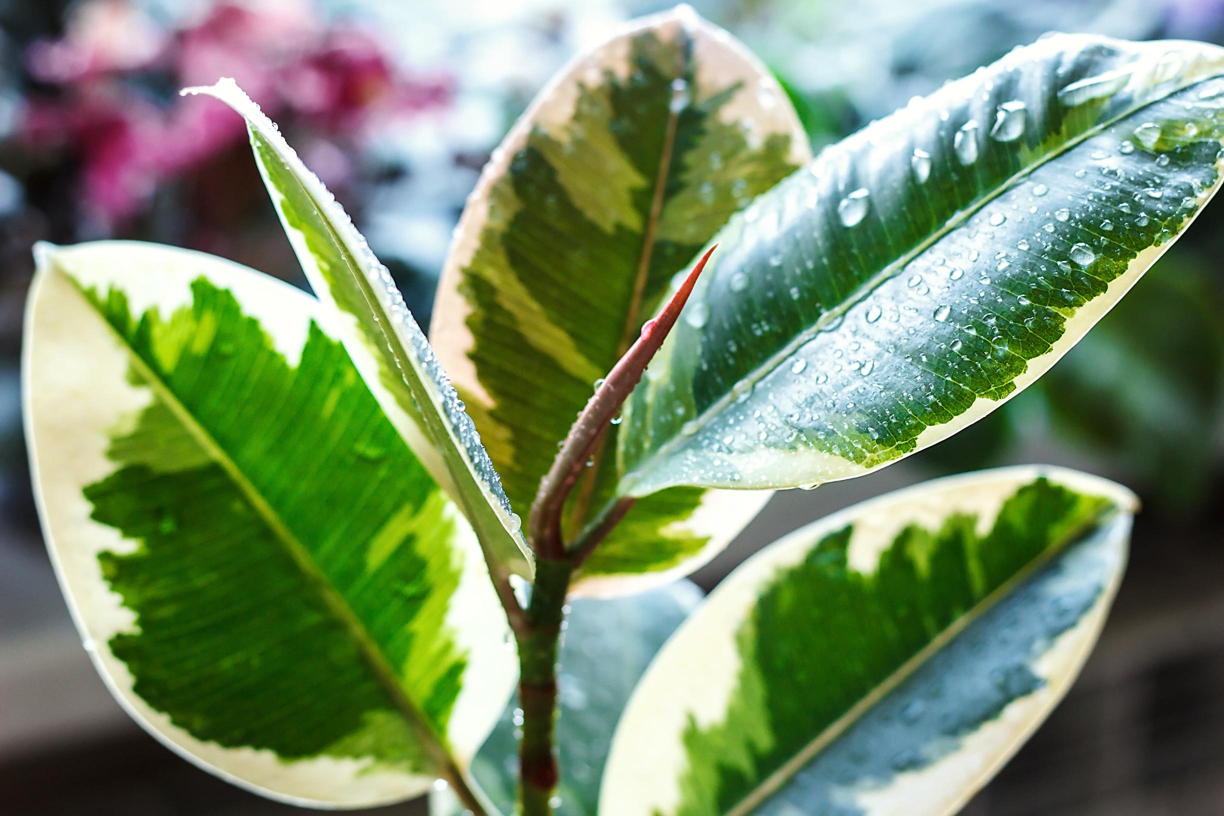The versatile and easy ficus—discover care tips and learn about the unique features of different varieties