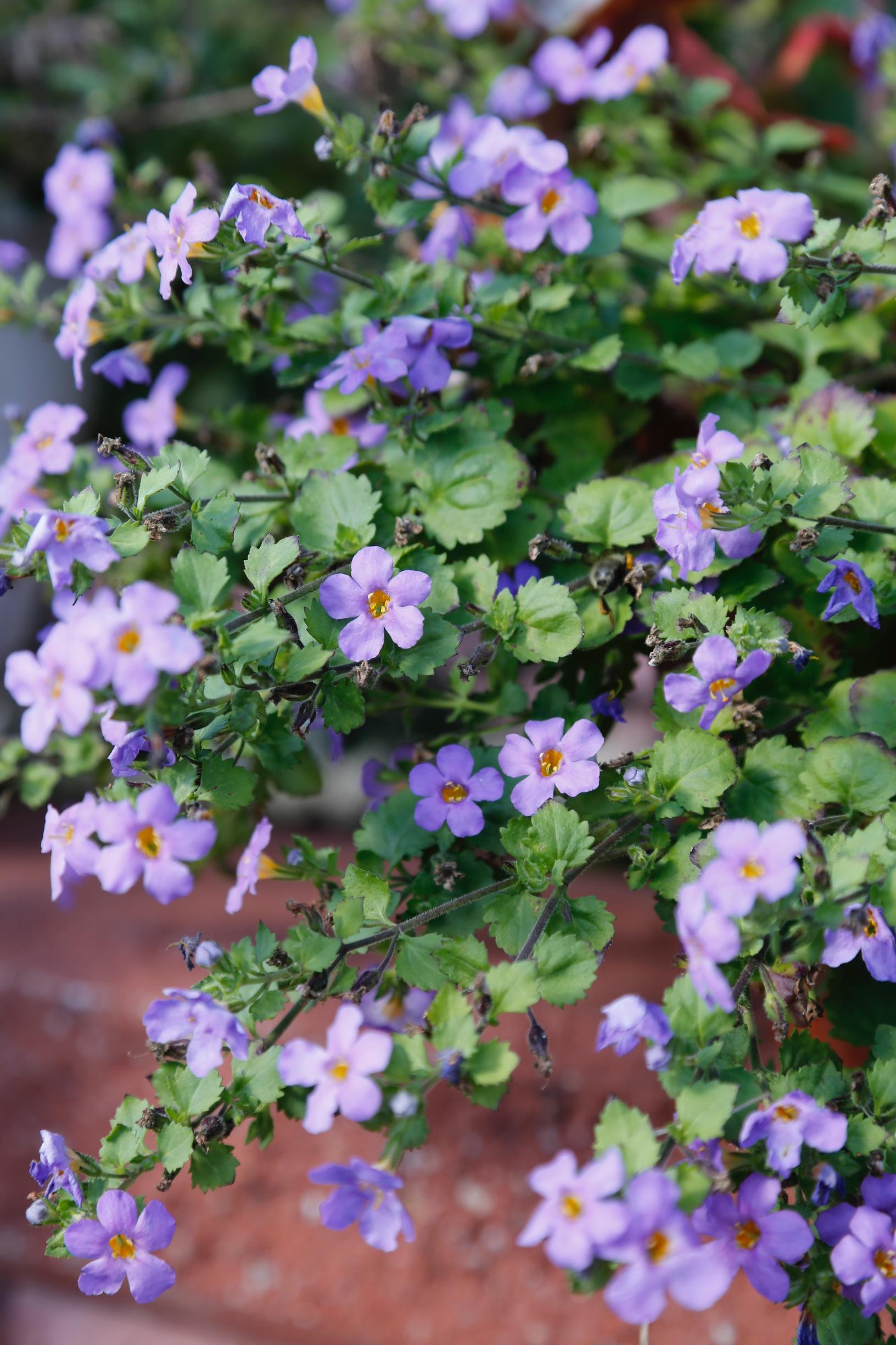 pale lilac bacopa