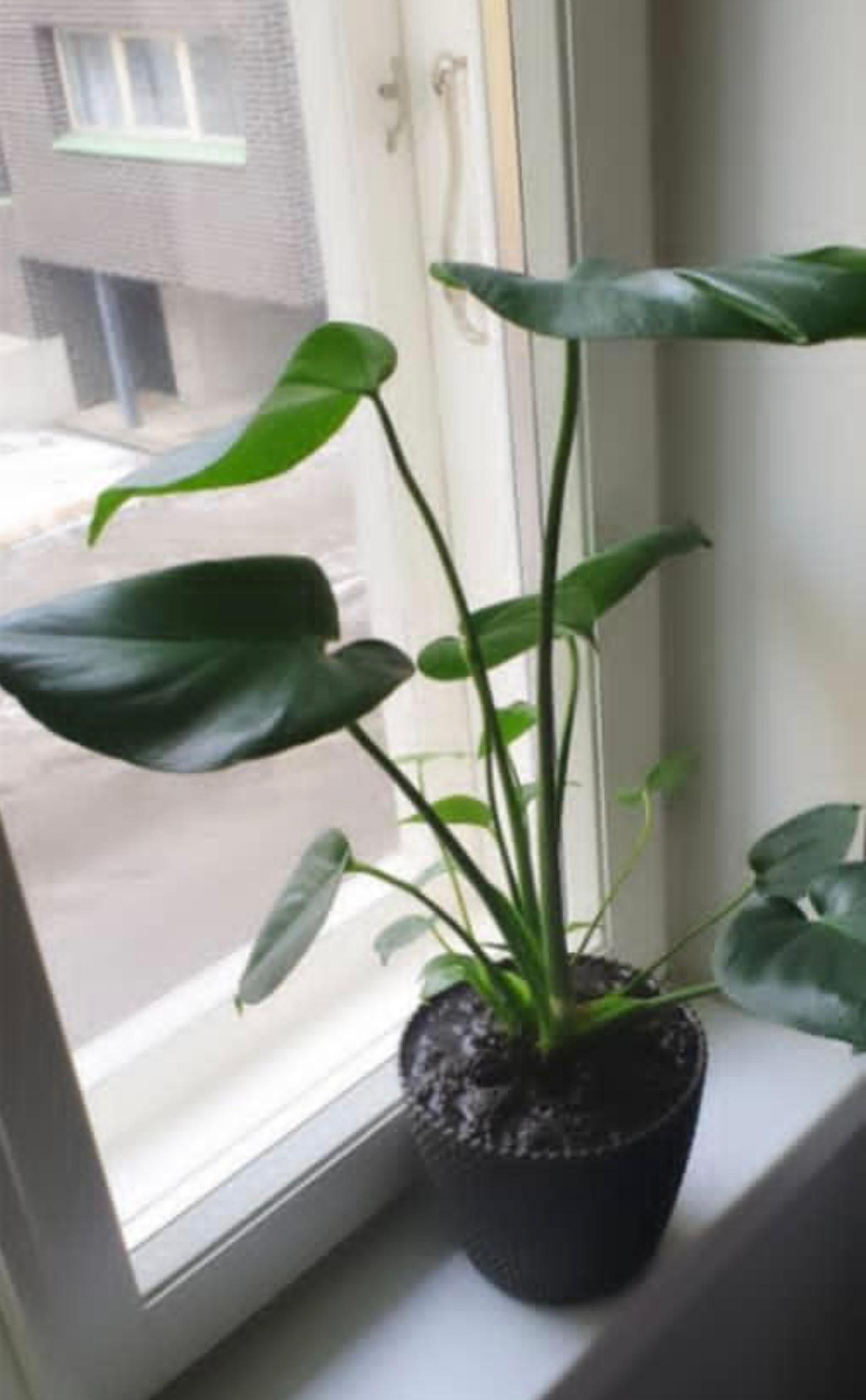 Janette Hämäläinen’s monstera when it was small