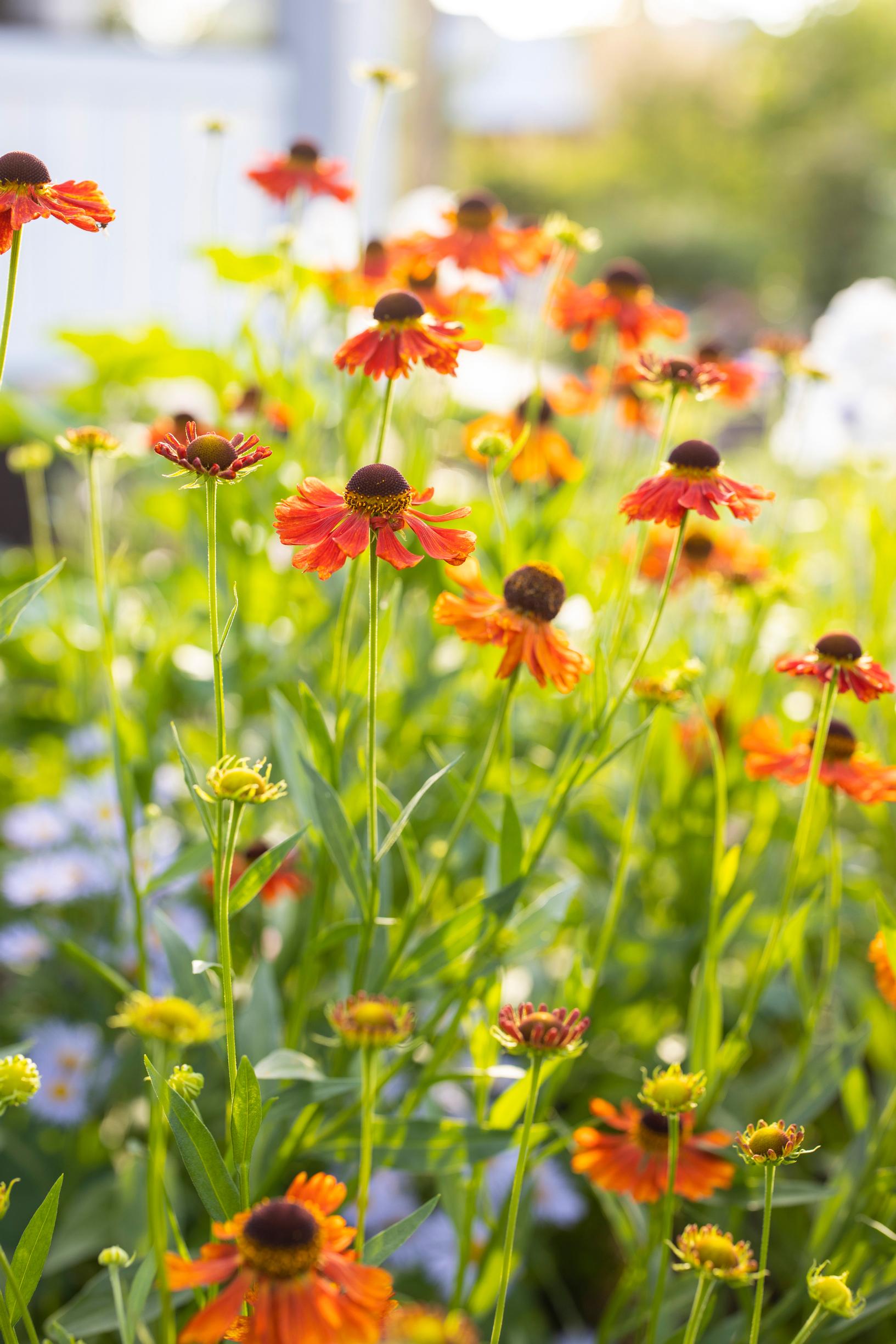 helenium