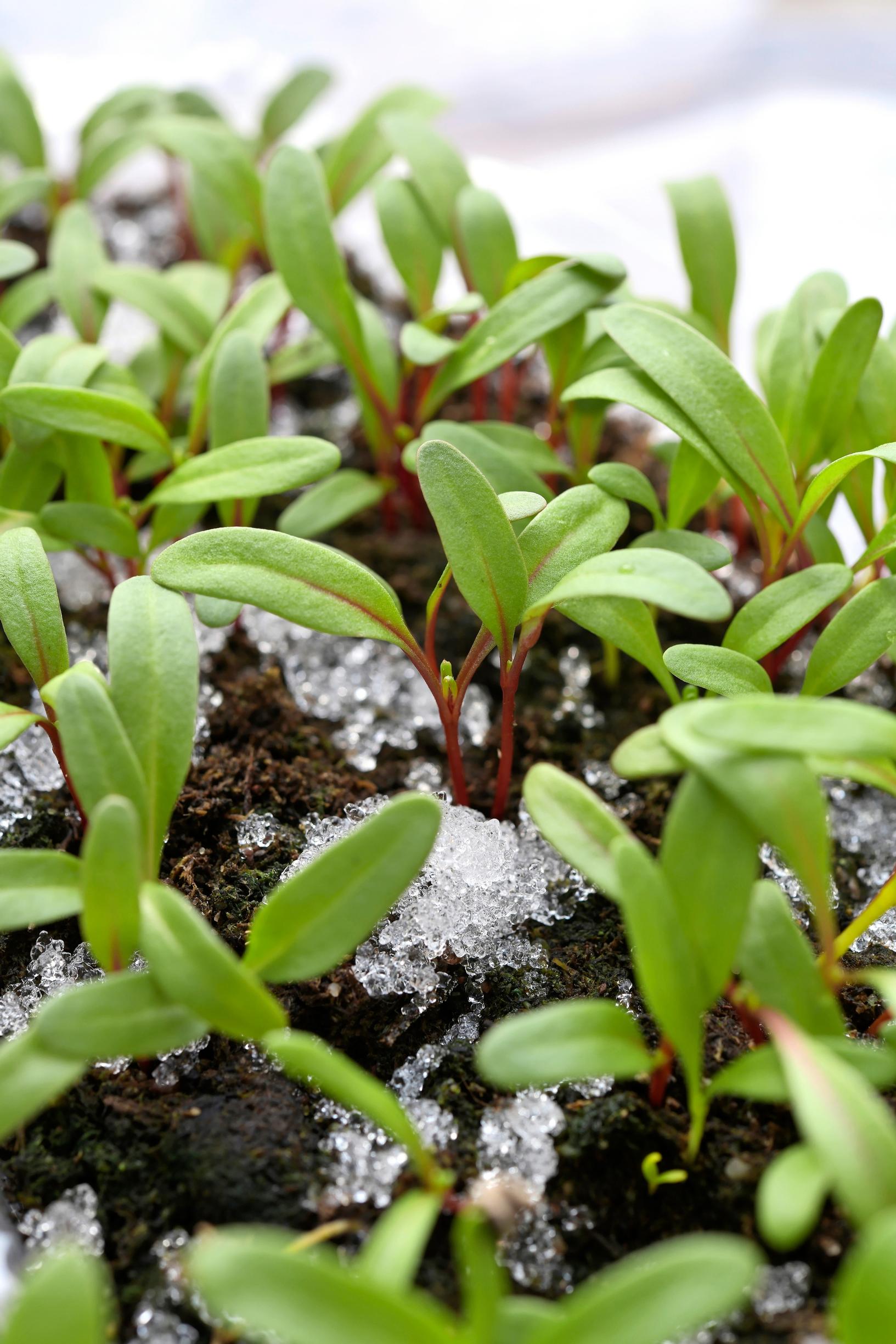 Winter sowing: chard