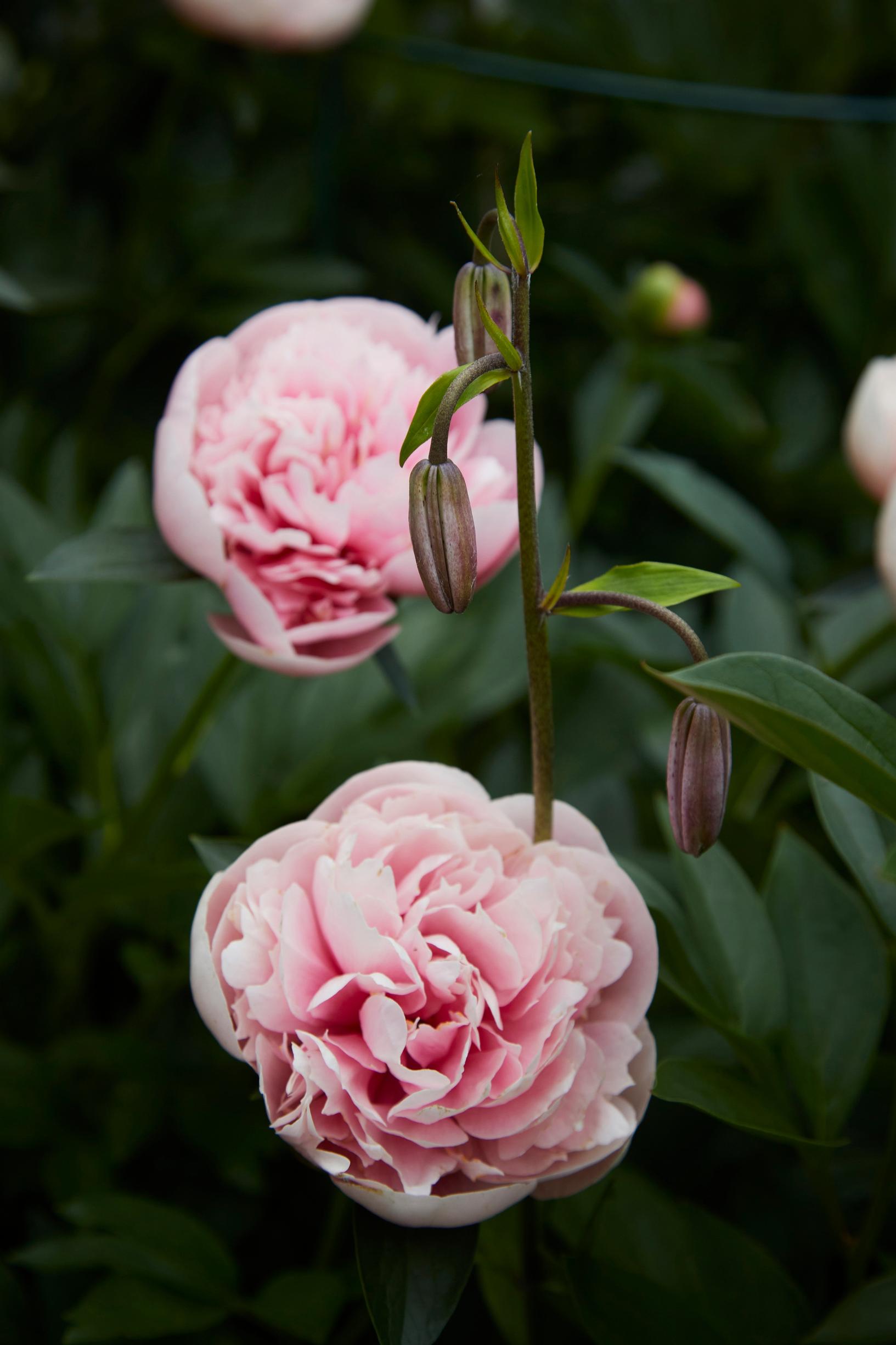 The ‘Etched Salmon’ variety has blossoms that resemble roses.