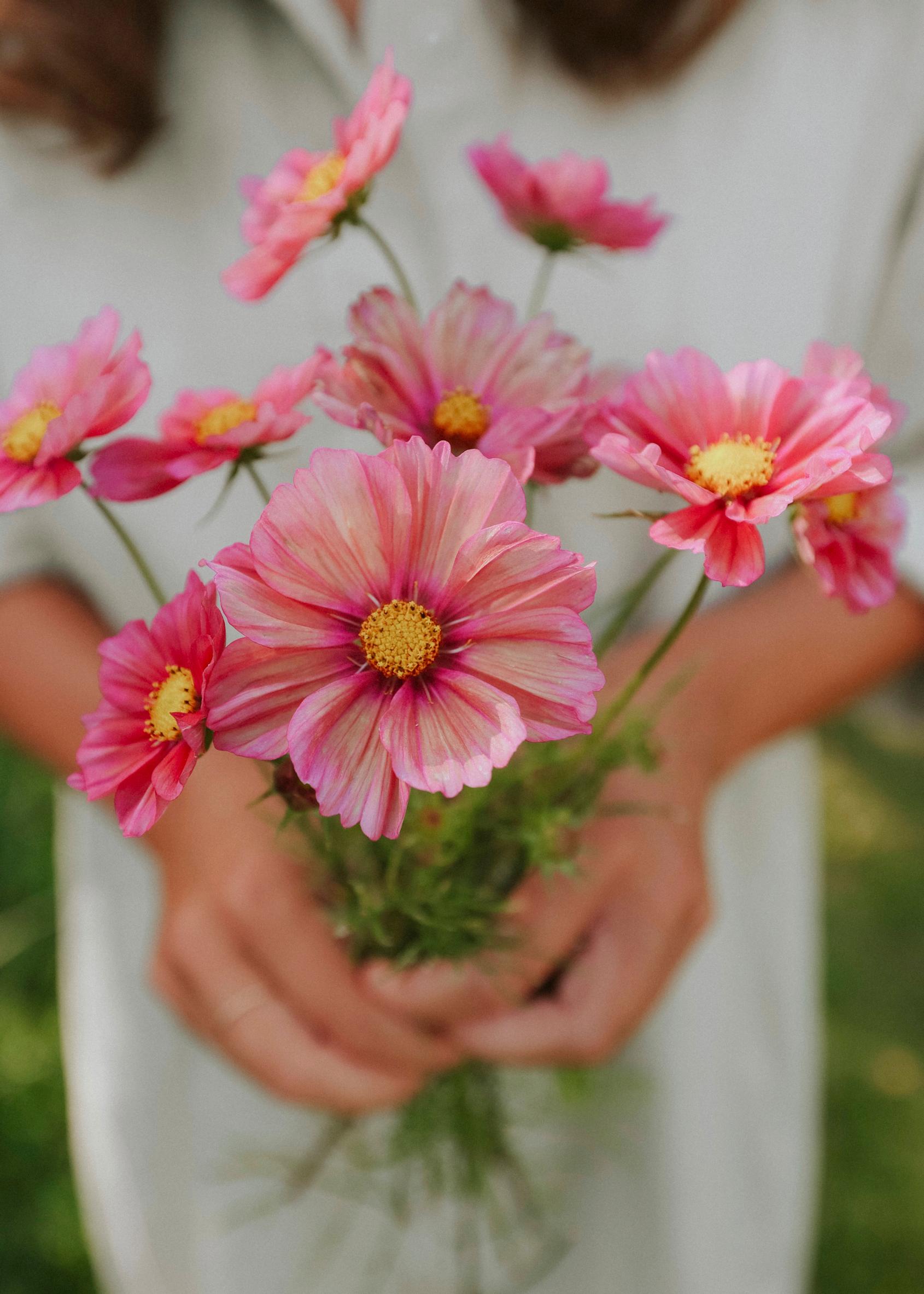 Cosmos ‘Xsenia’ is an excellent choice for bouquets.