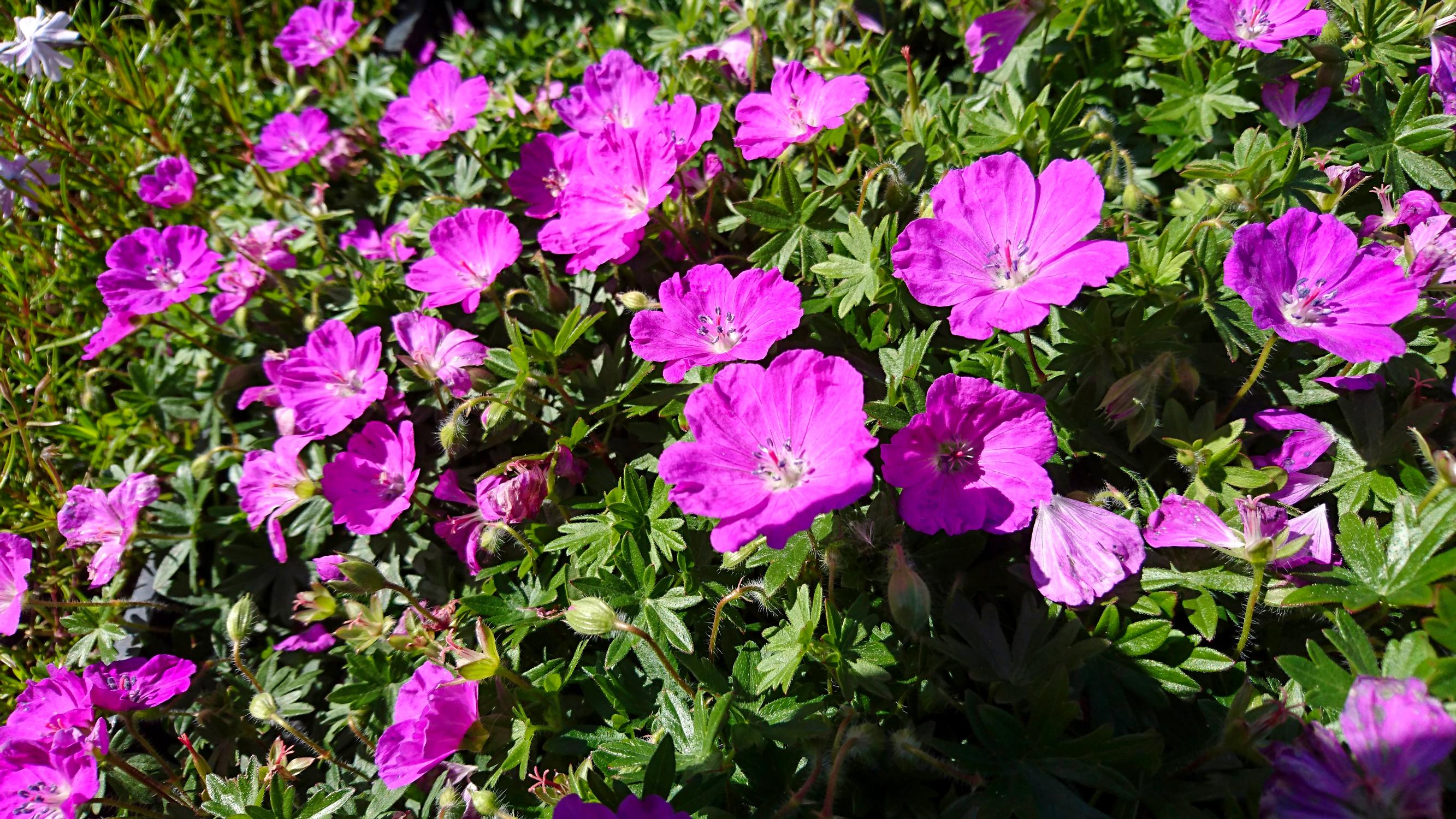 Bloody cranesbill ’Max Frei’