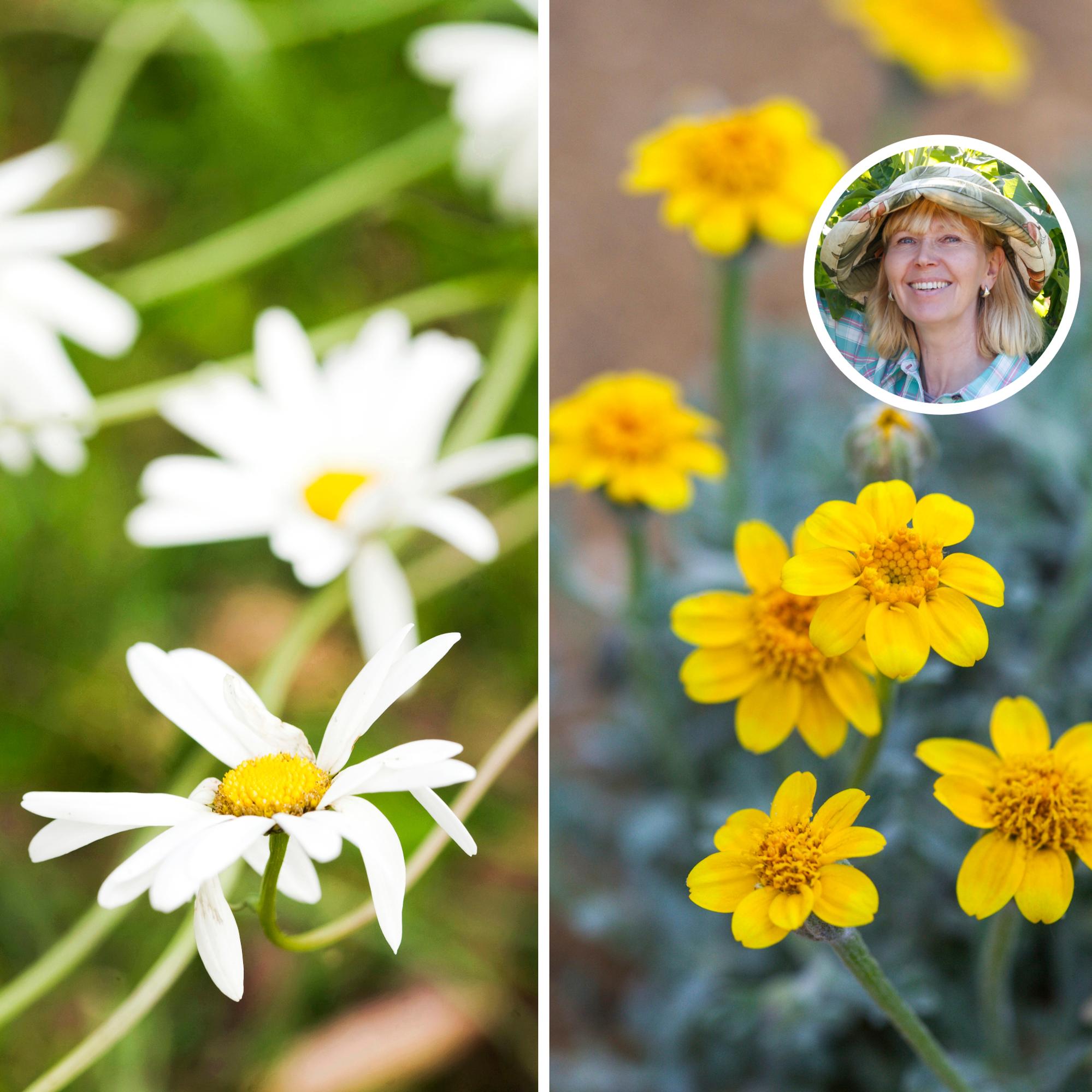 Perennials you can sow straight into the ground—the delightful Oregon sunshine and 5 other picks from an expert