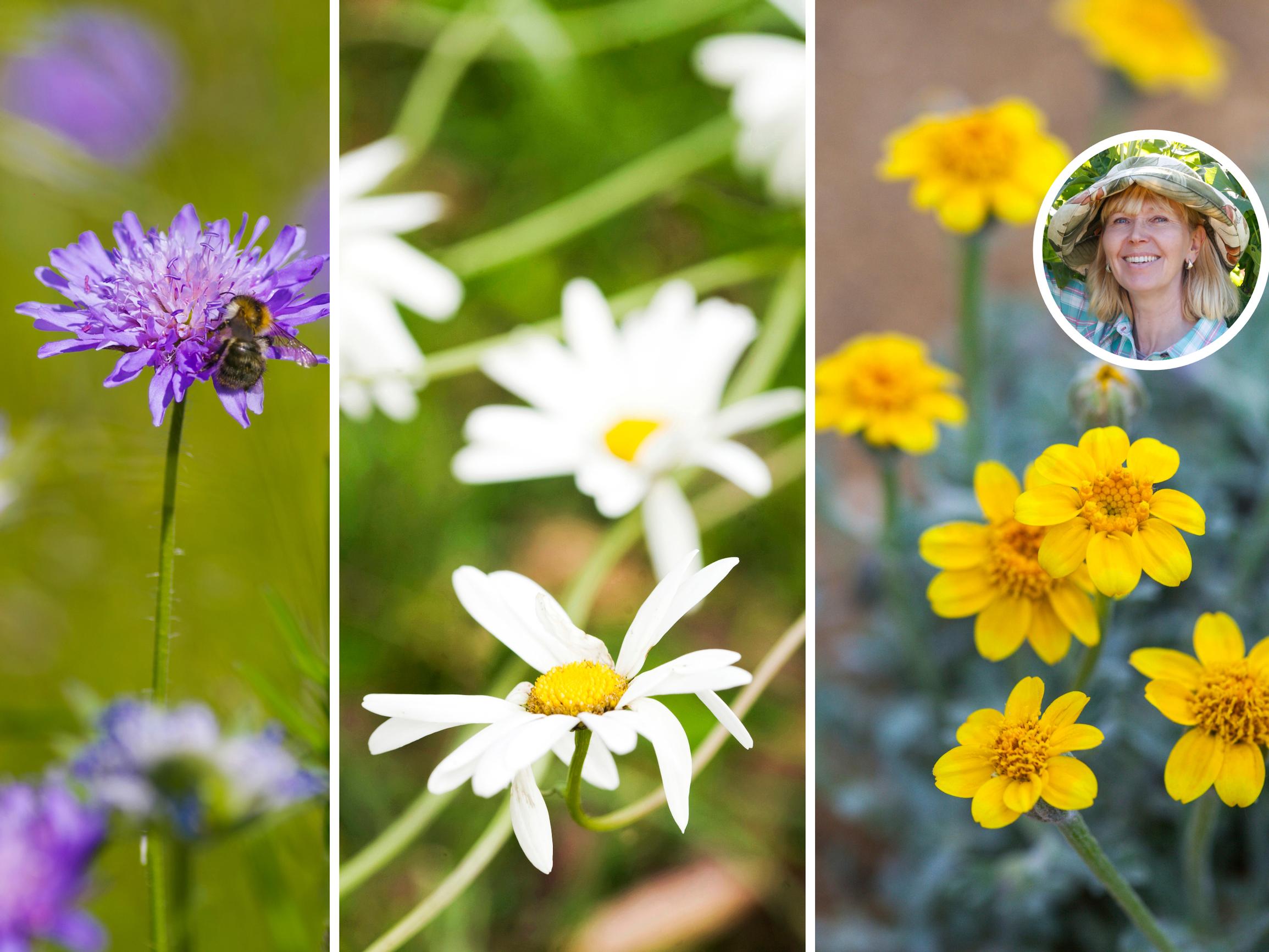 Perennials you can sow straight into the ground—the delightful Oregon sunshine and 5 other picks from an expert