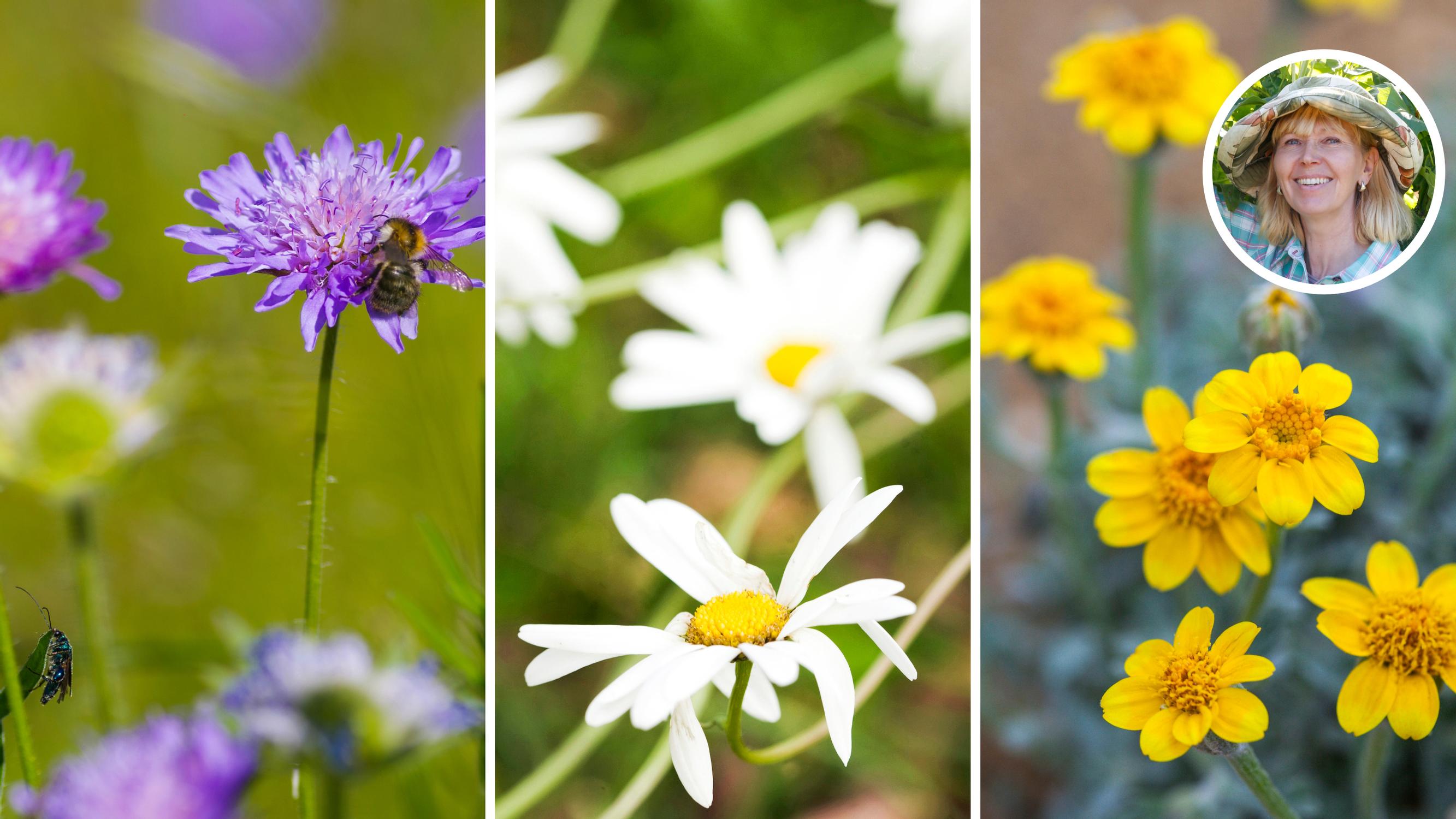 Perennials you can sow straight into the ground—the delightful Oregon sunshine and 5 other picks from an expert