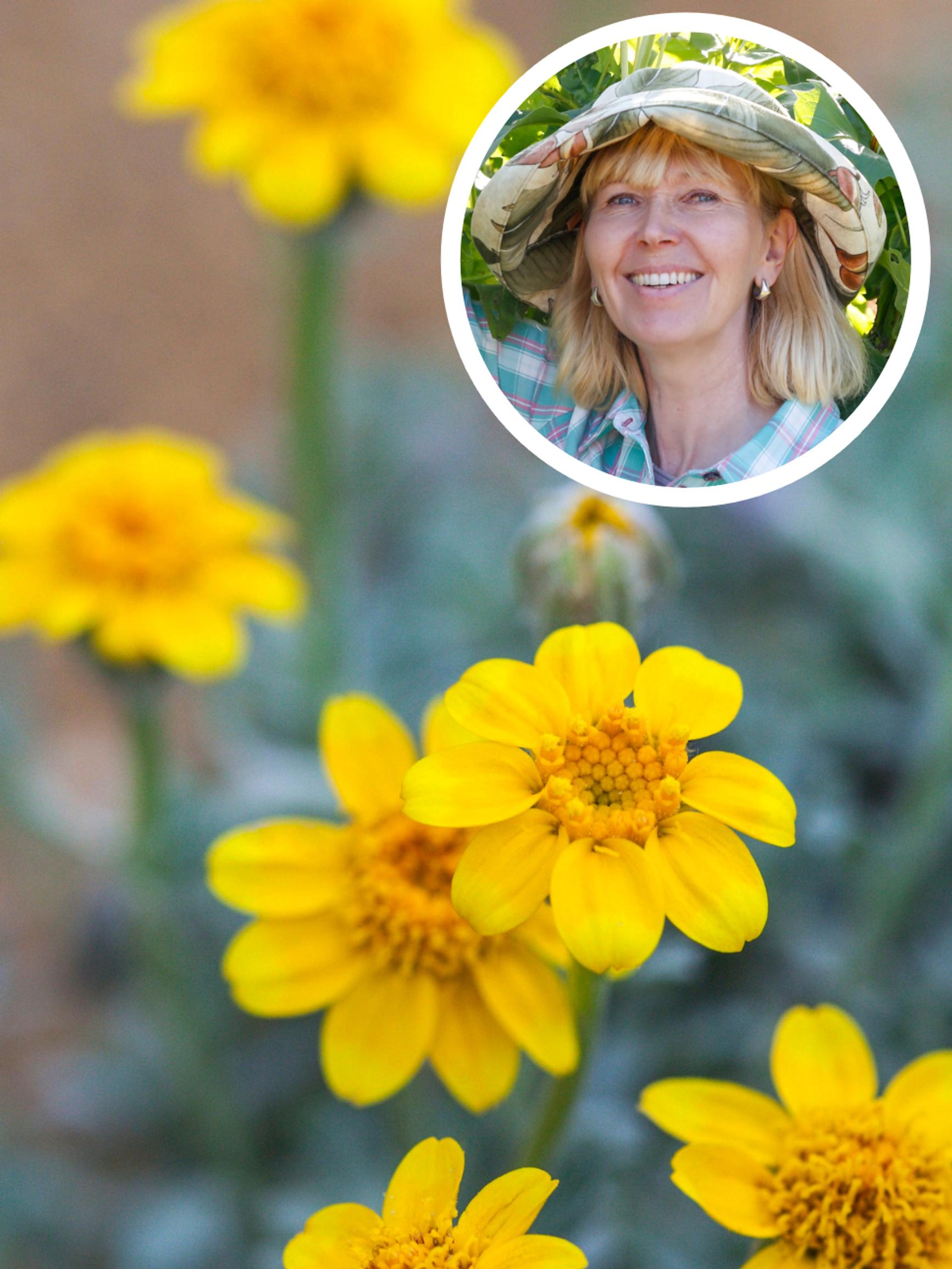 Perennials you can sow straight into the ground—the delightful Oregon sunshine and 5 other picks from an expert