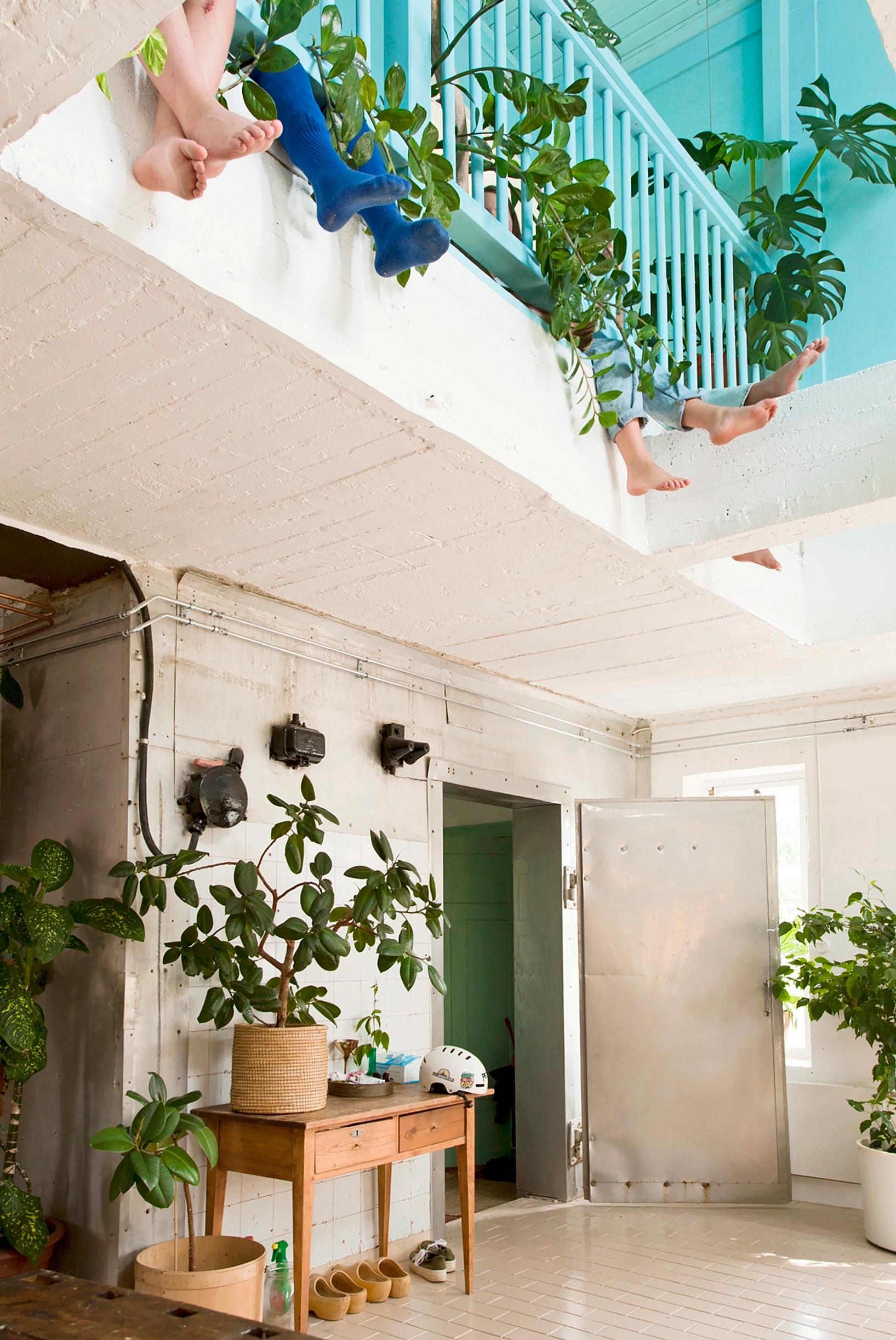 Kitchen houseplants