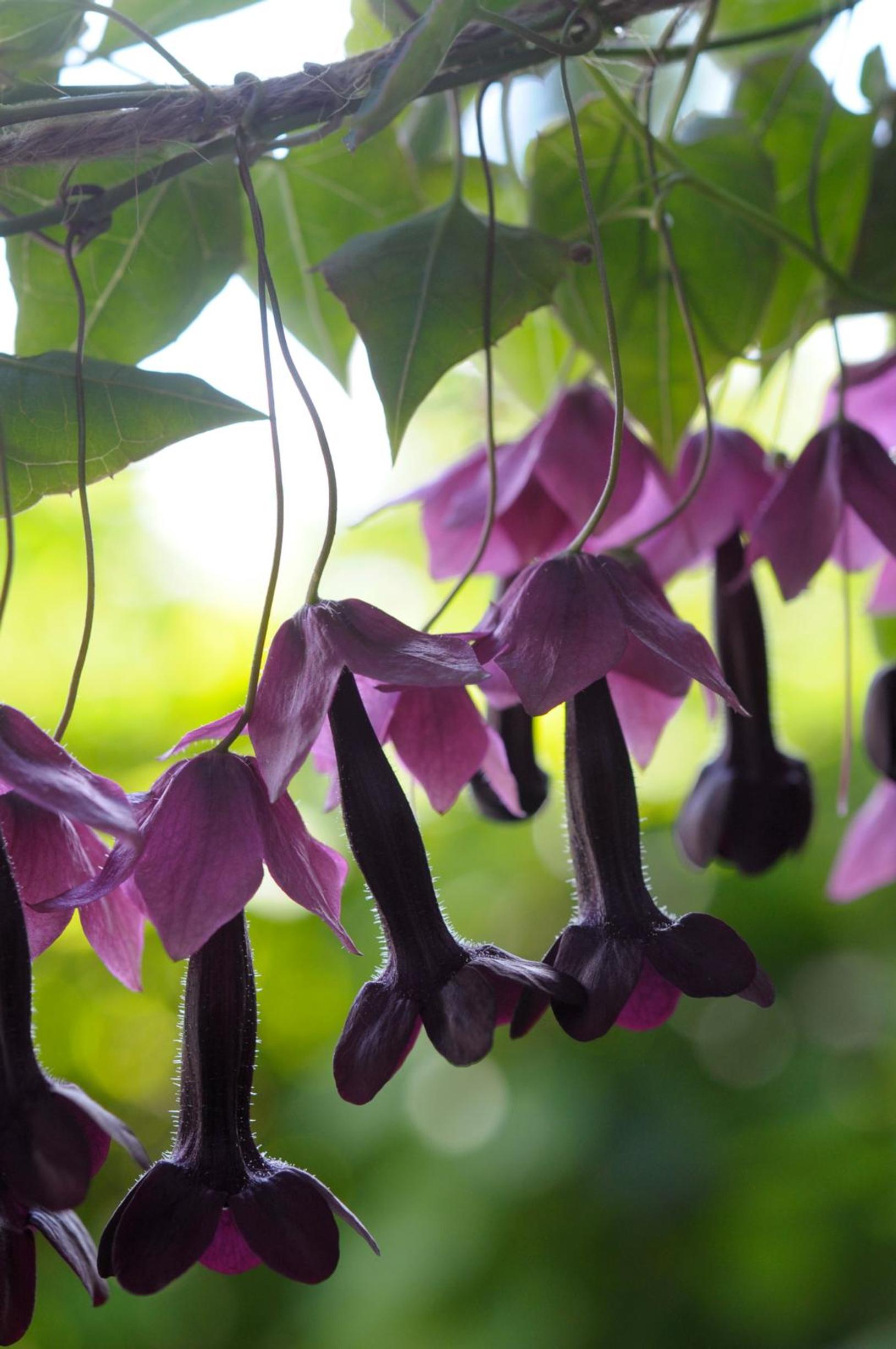 Purple bell vine flowers