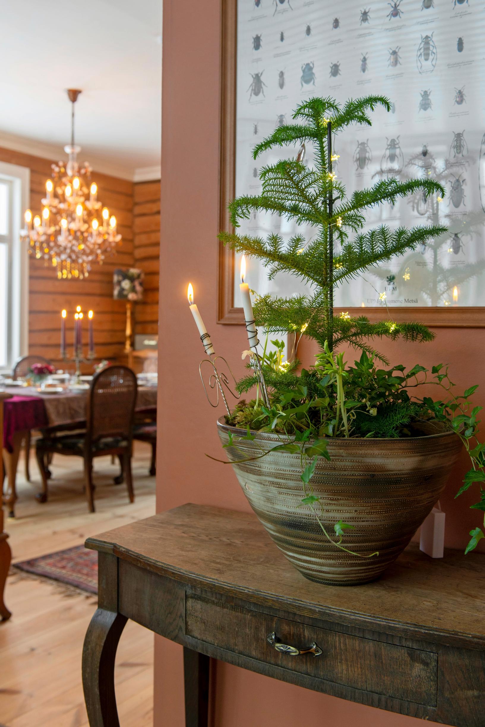 Norfolk island pine on an antique table