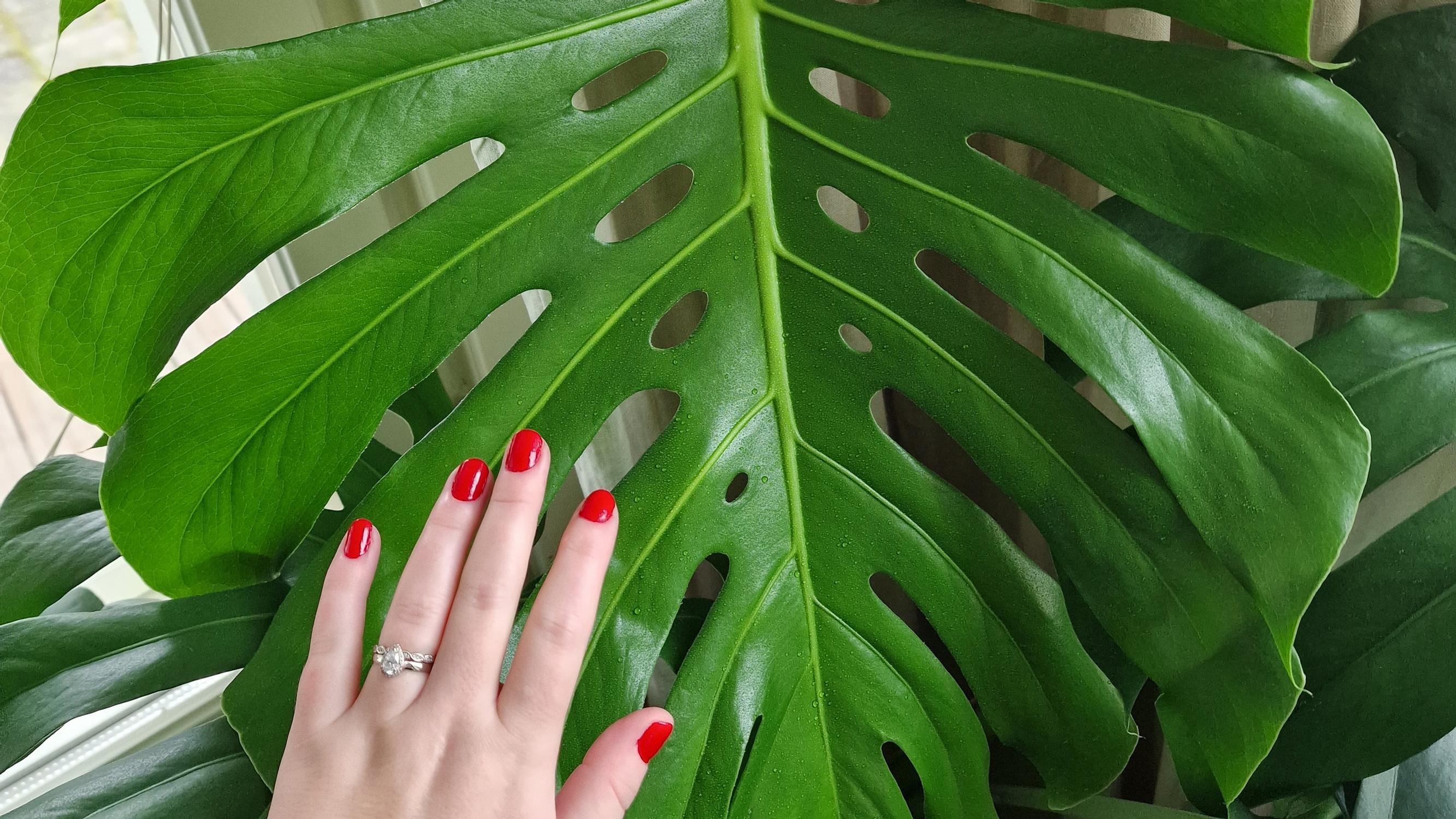 Janette’s tiny grocery store monstera became a 1.5-meter giant in two years—here’s how she cares for her pride and joy!