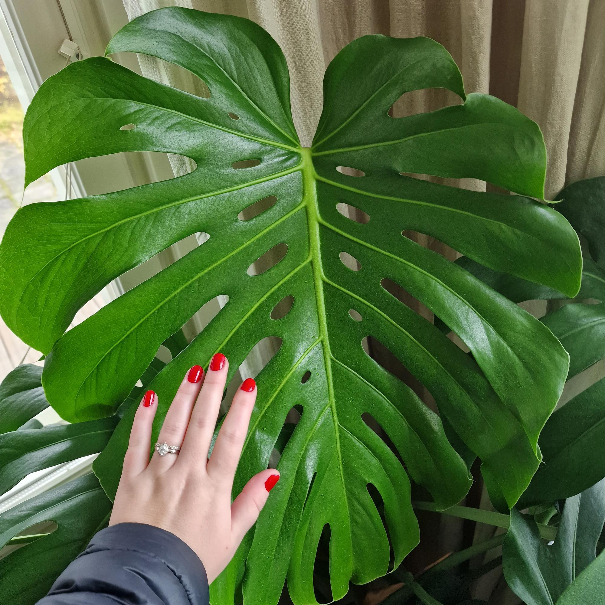 Janette’s tiny grocery store monstera became a 1.5-meter giant in two years—here’s how she cares for her pride and joy!