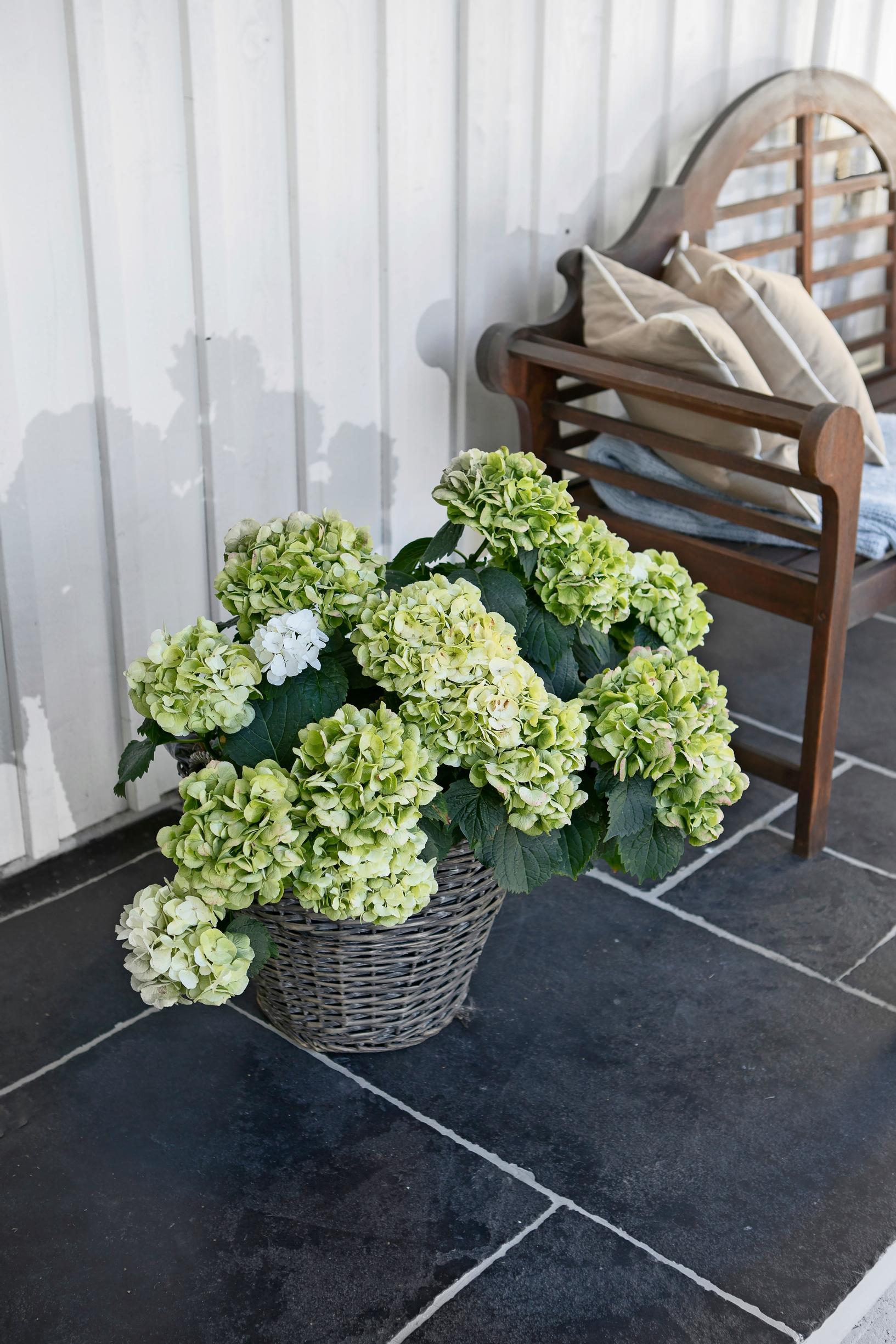patio hydrangea on a stone floor