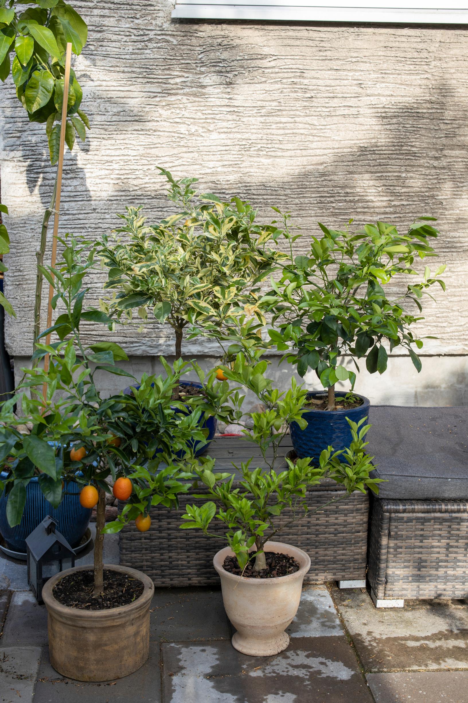 Citrus trees in the garden