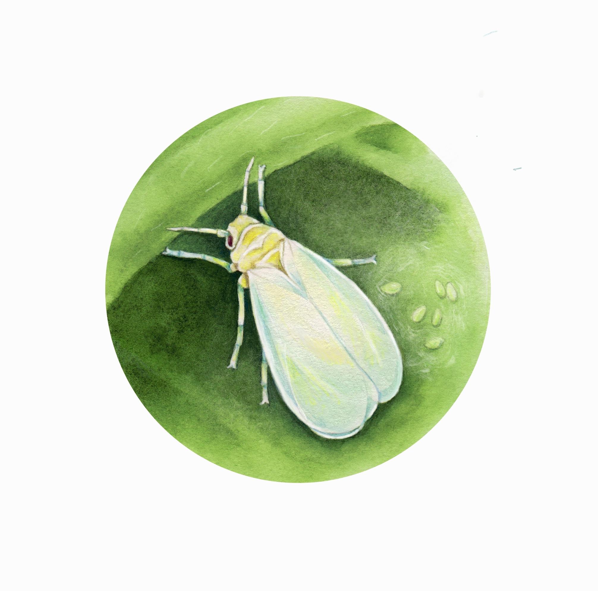 Houseplant pests: greenhouse whitefly