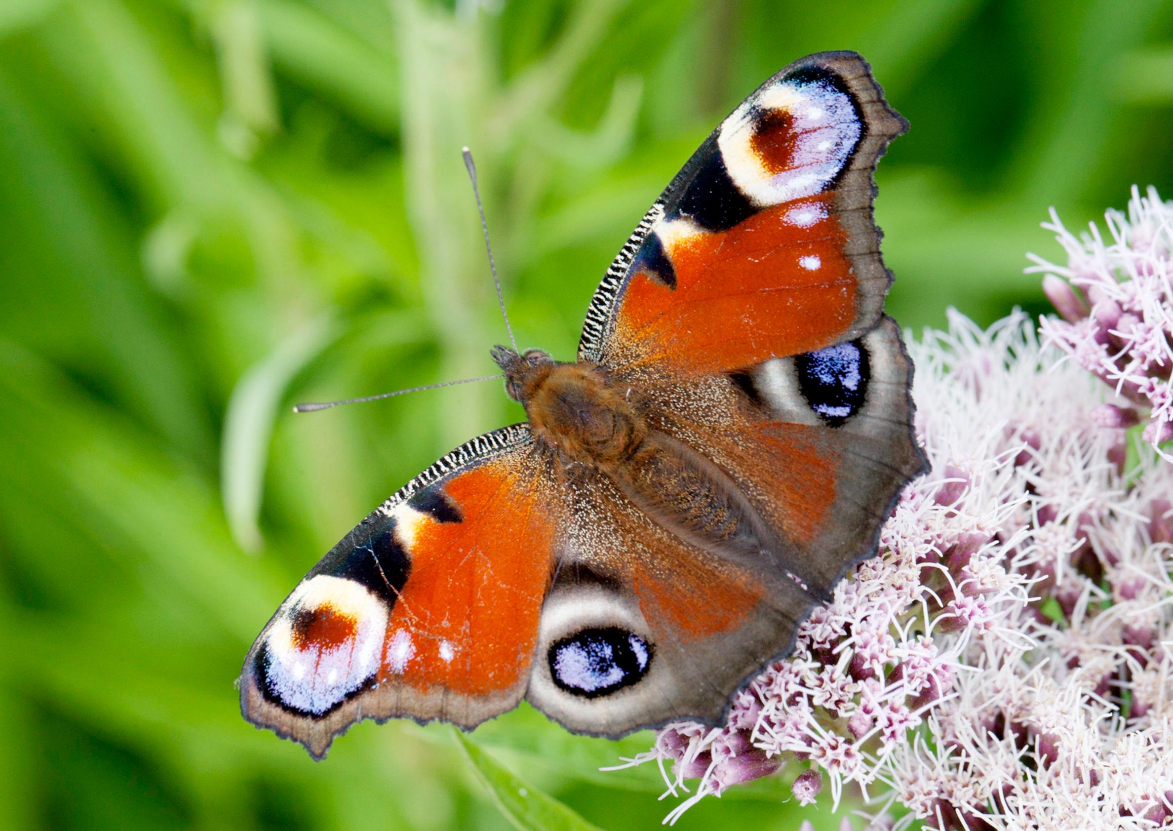 Peacock butterfly