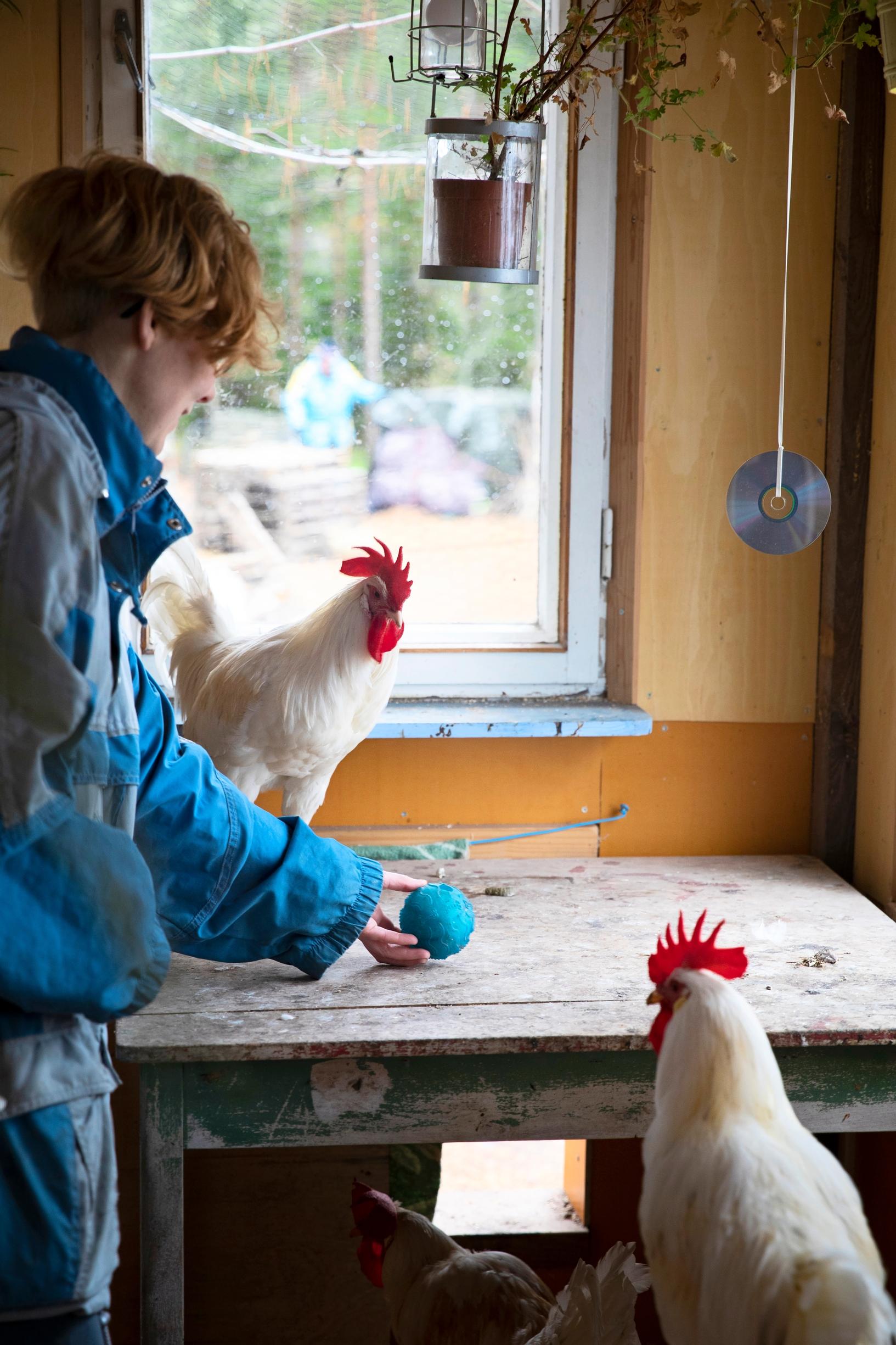 woman tending to roosters