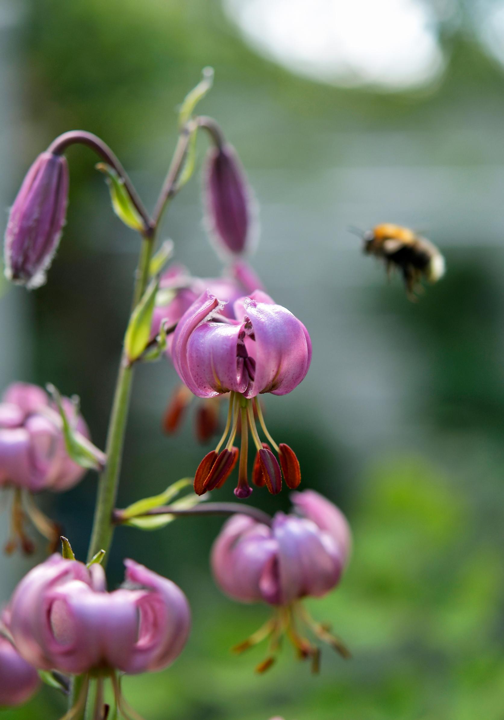 The blossoms of the martagon lily are important for moths.