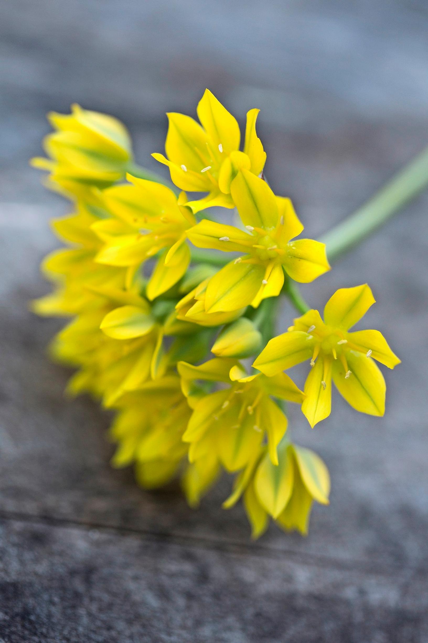 How to grow alliums