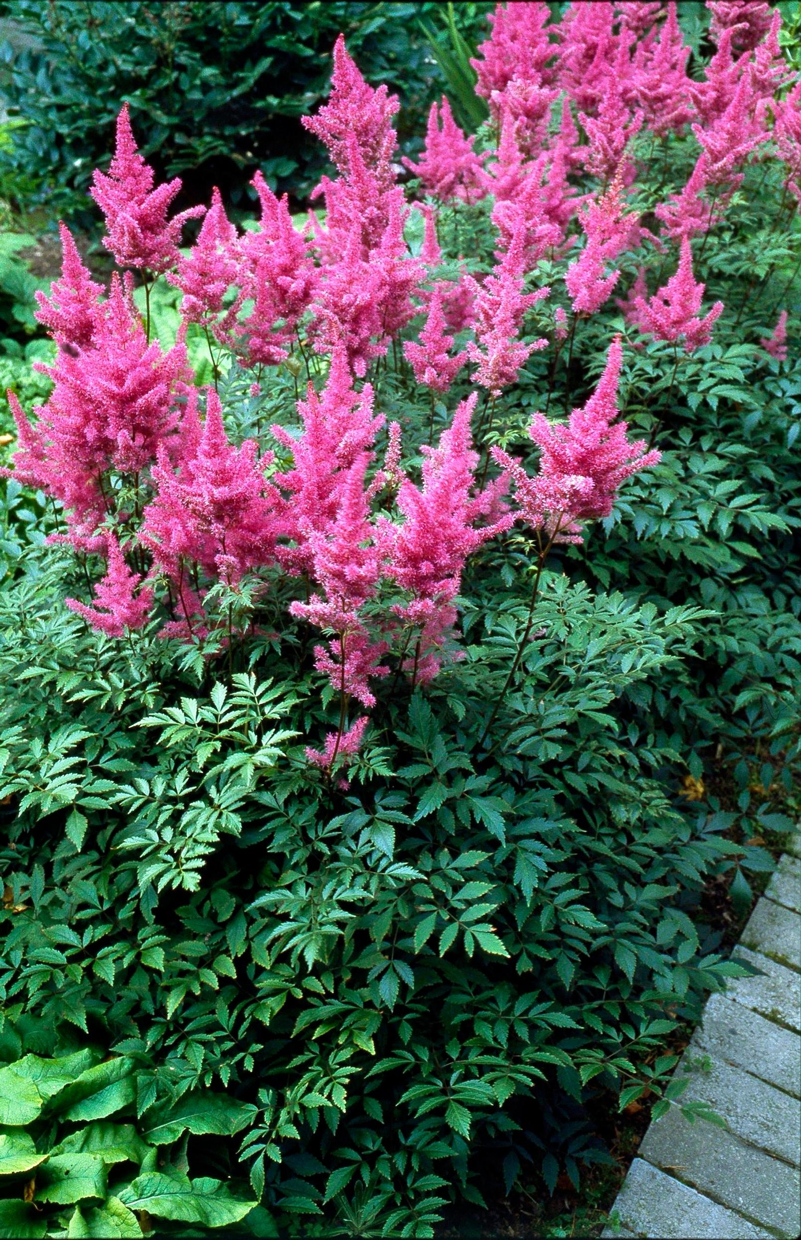 Easy grow perennial flowers