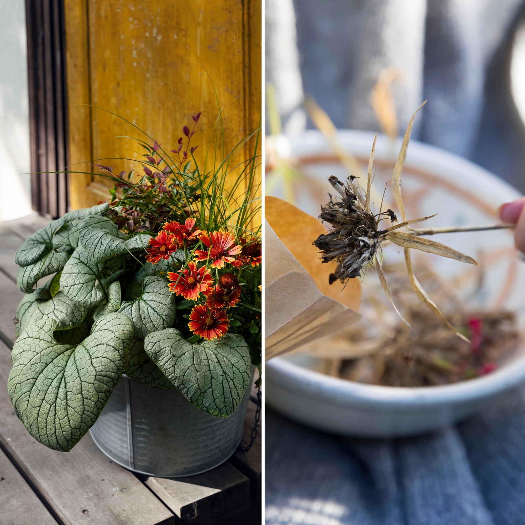 Save money in your autumn garden: five ways you’ll thank yourself next spring