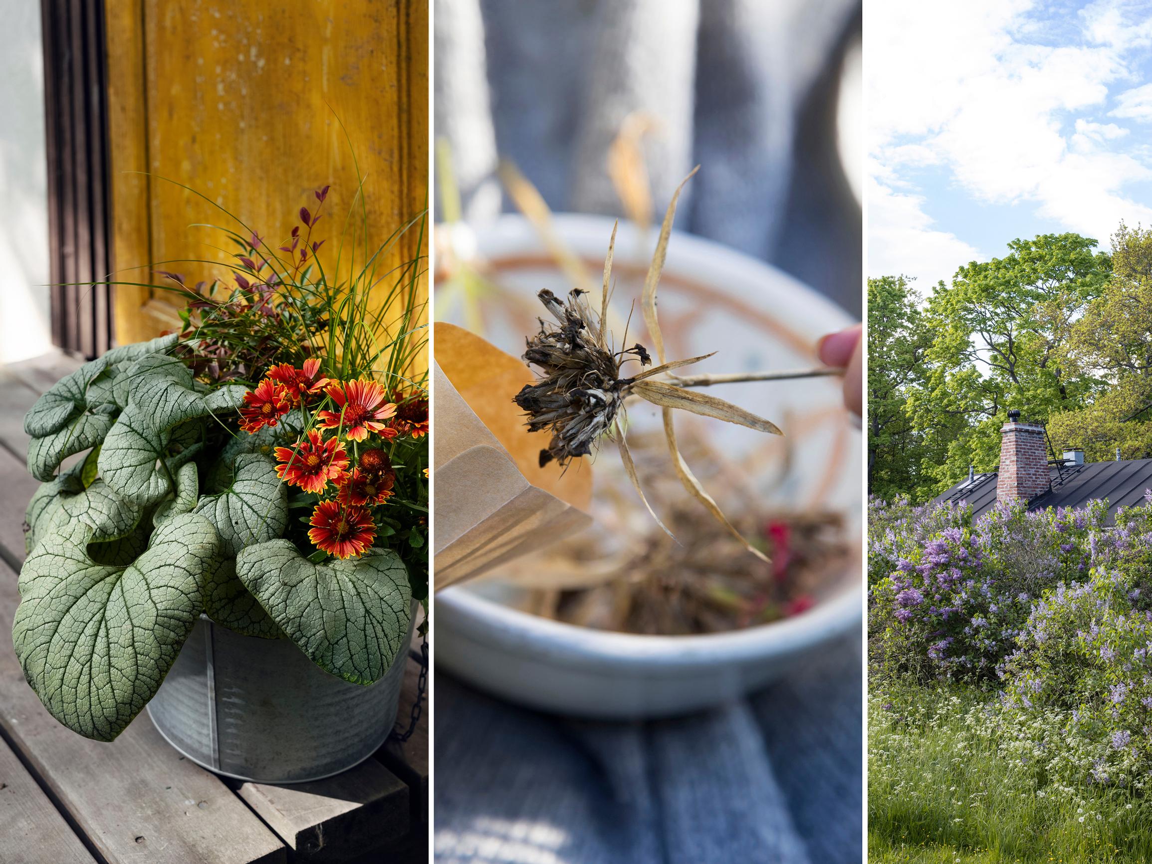 Save money in your autumn garden: five ways you’ll thank yourself next spring