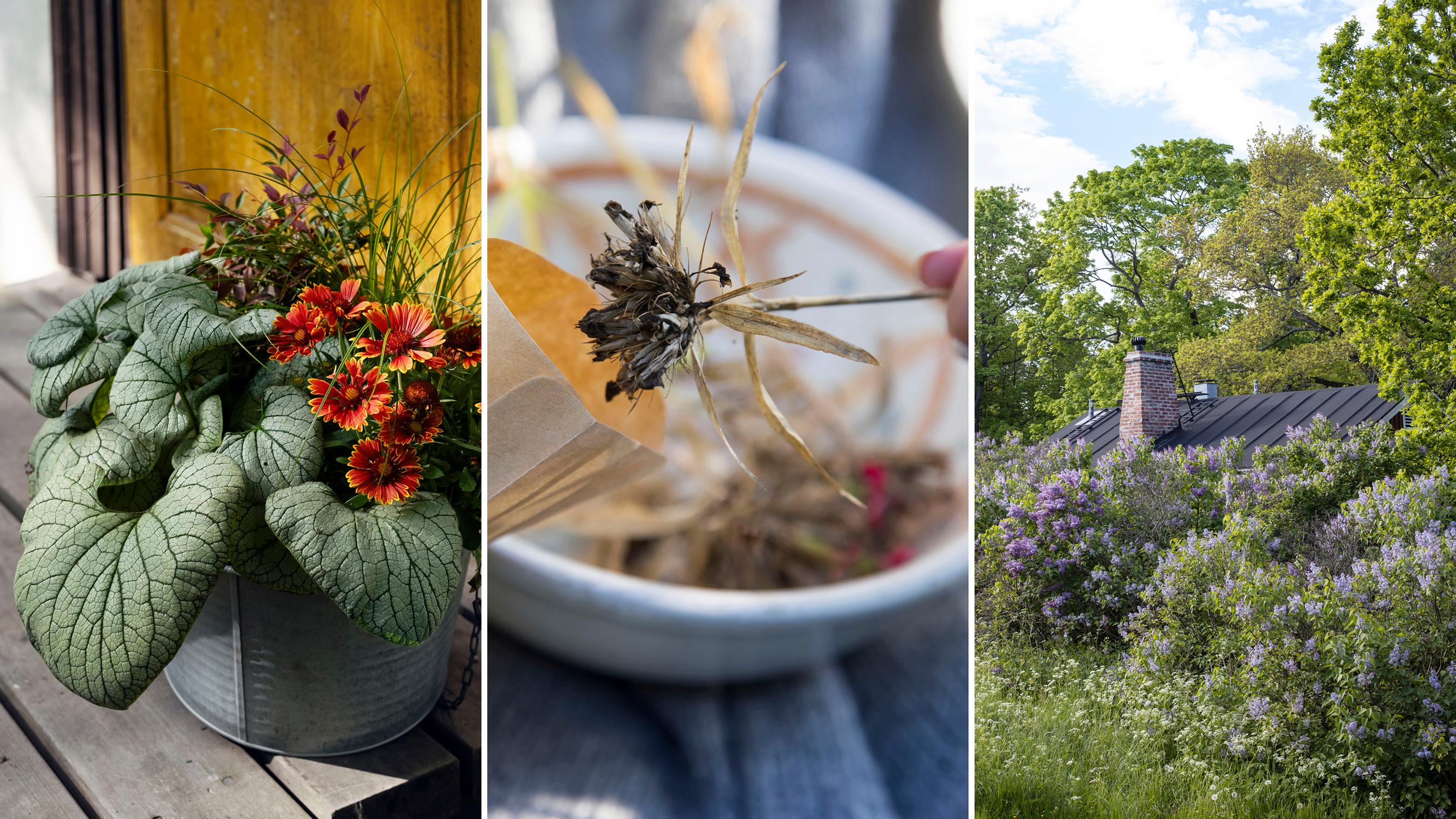 Save money in your autumn garden: five ways you’ll thank yourself next spring