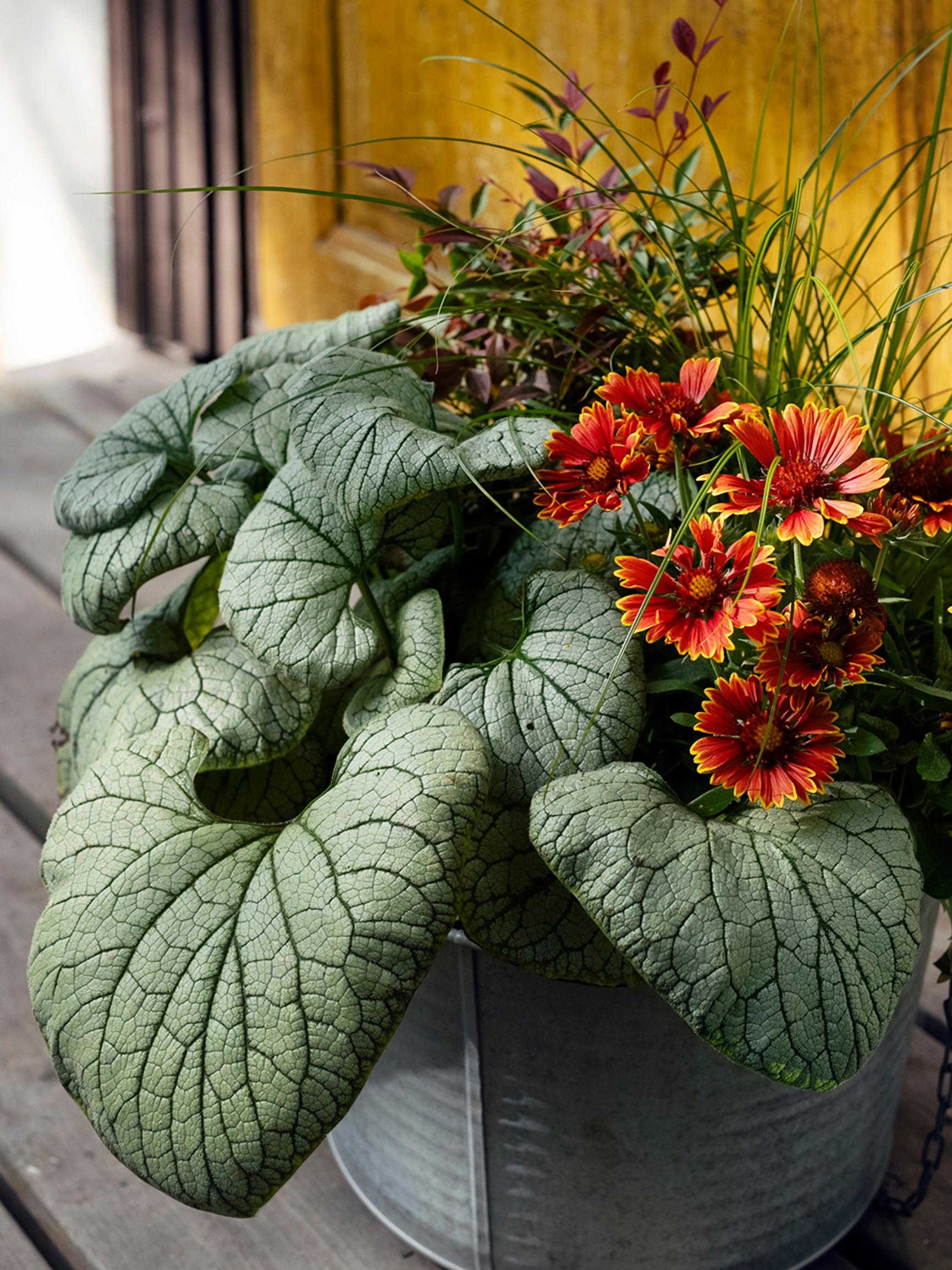 Save money in your autumn garden: five ways you’ll thank yourself next spring