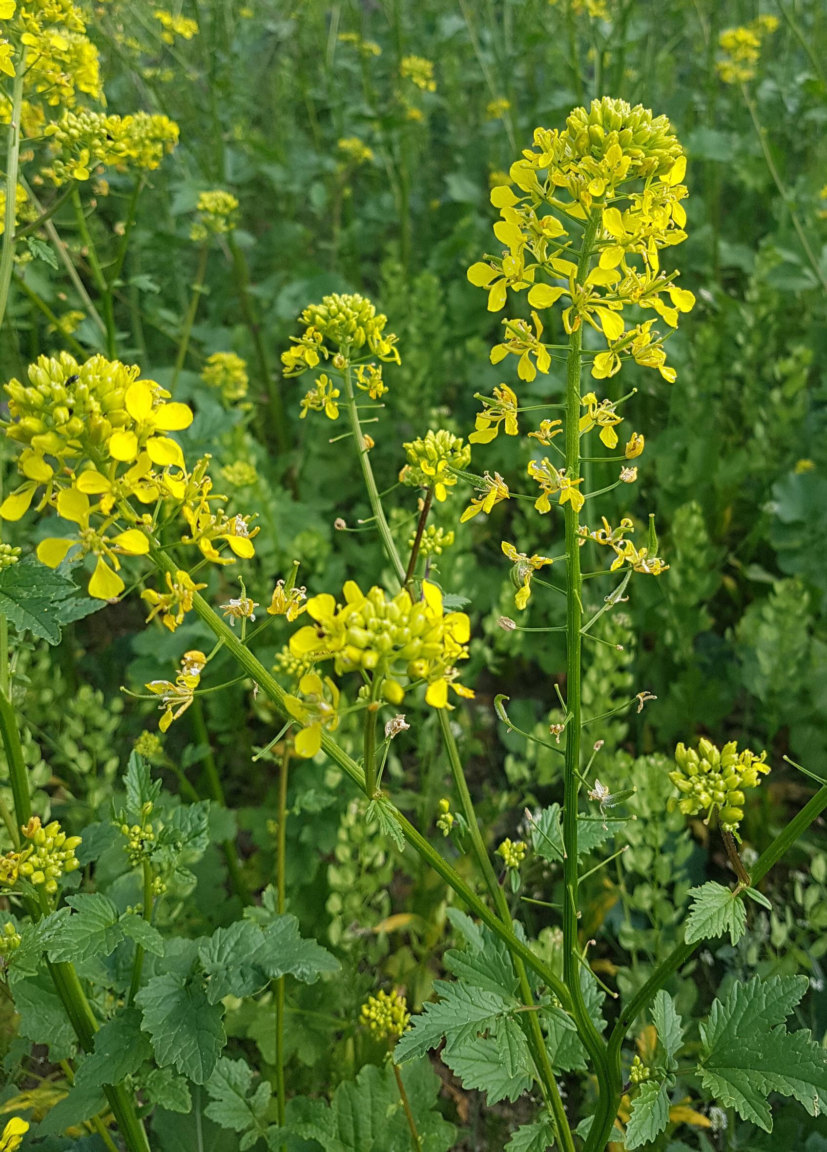 growing mustard: mustard's yellow flowers