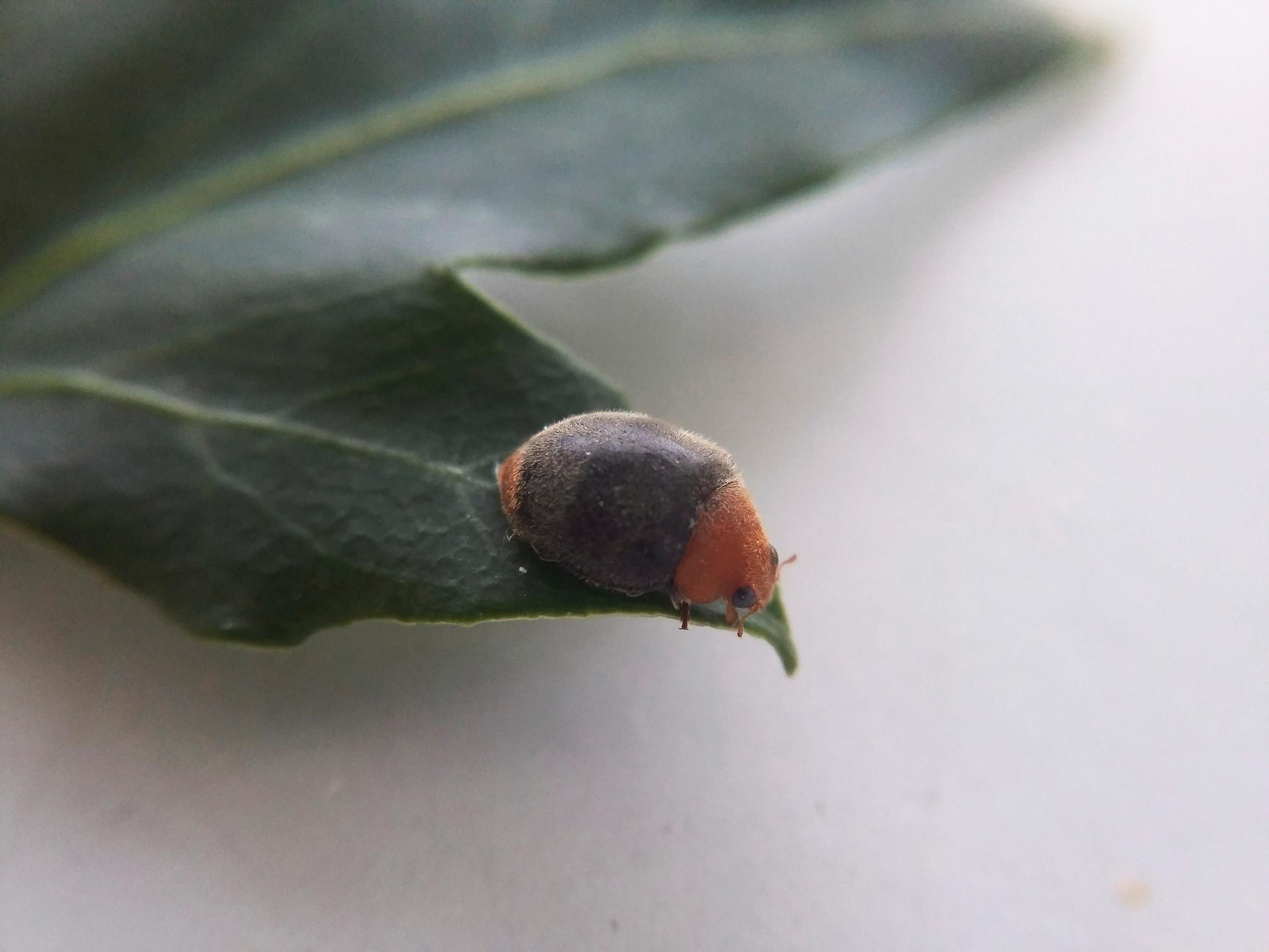 Biological pest control and houseplants