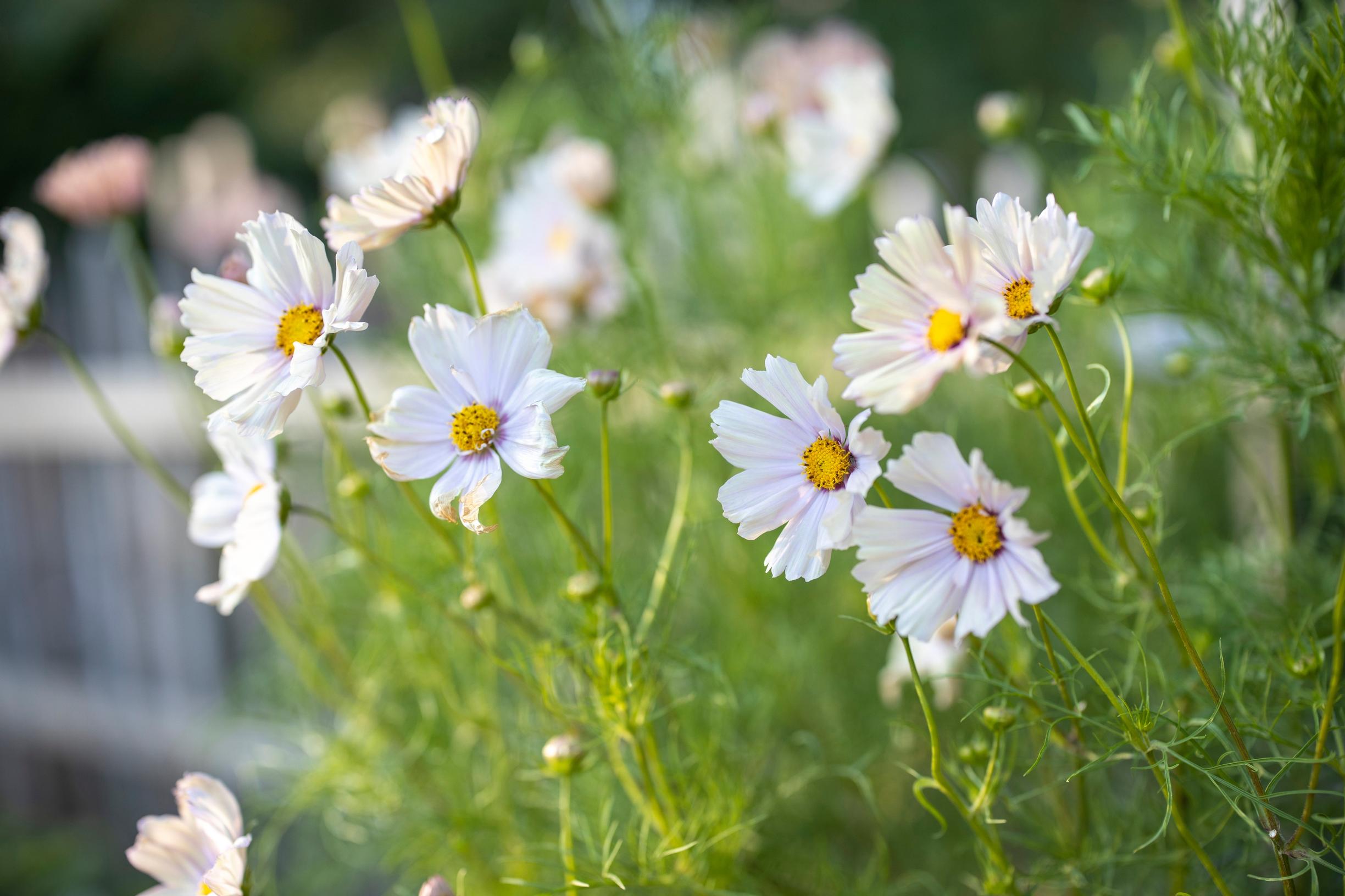 Kitchen garden: Pink cosmos ‘Apricotta’ grows approximately 80 centimeters tall.