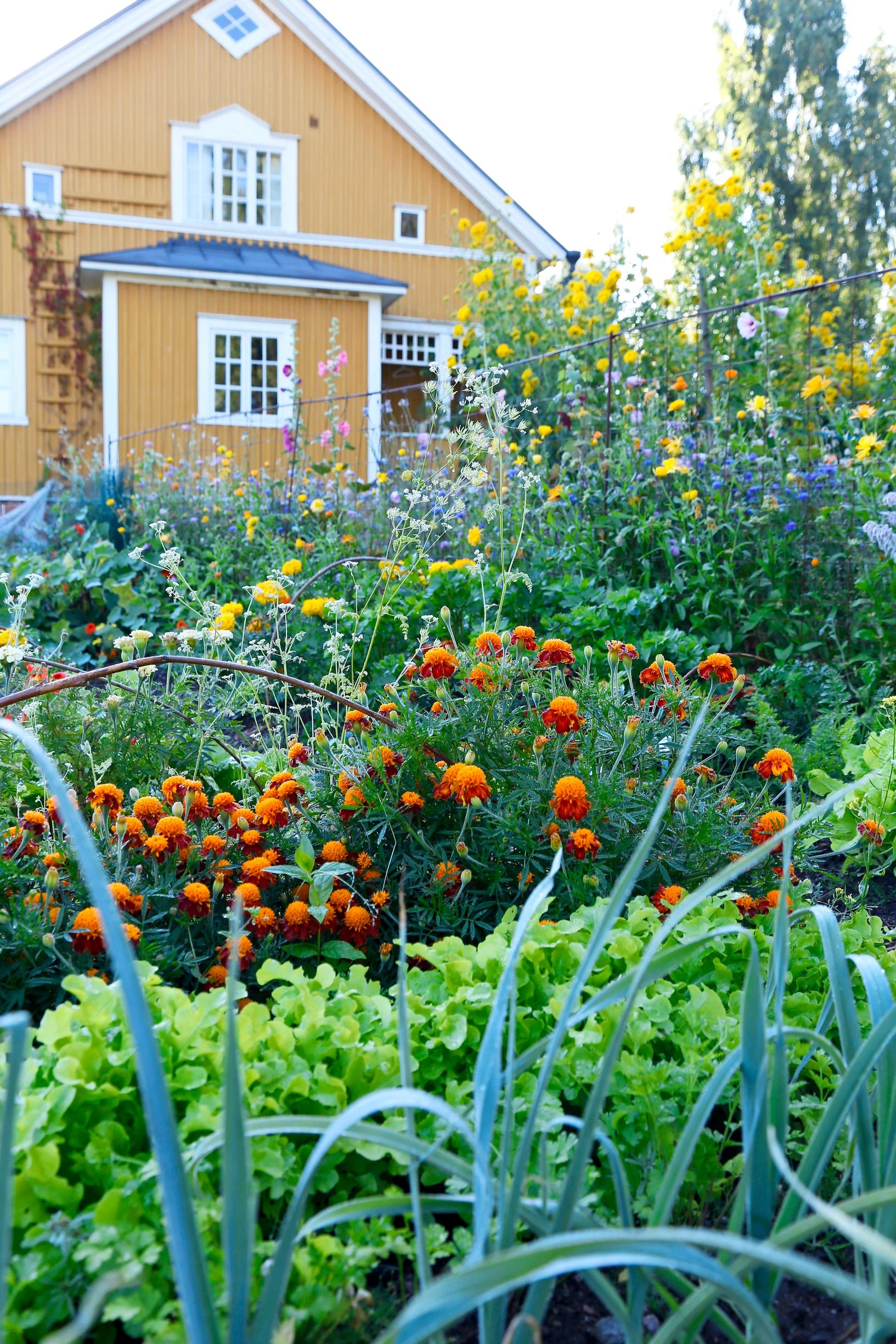 Summer flowers in the garden, potager